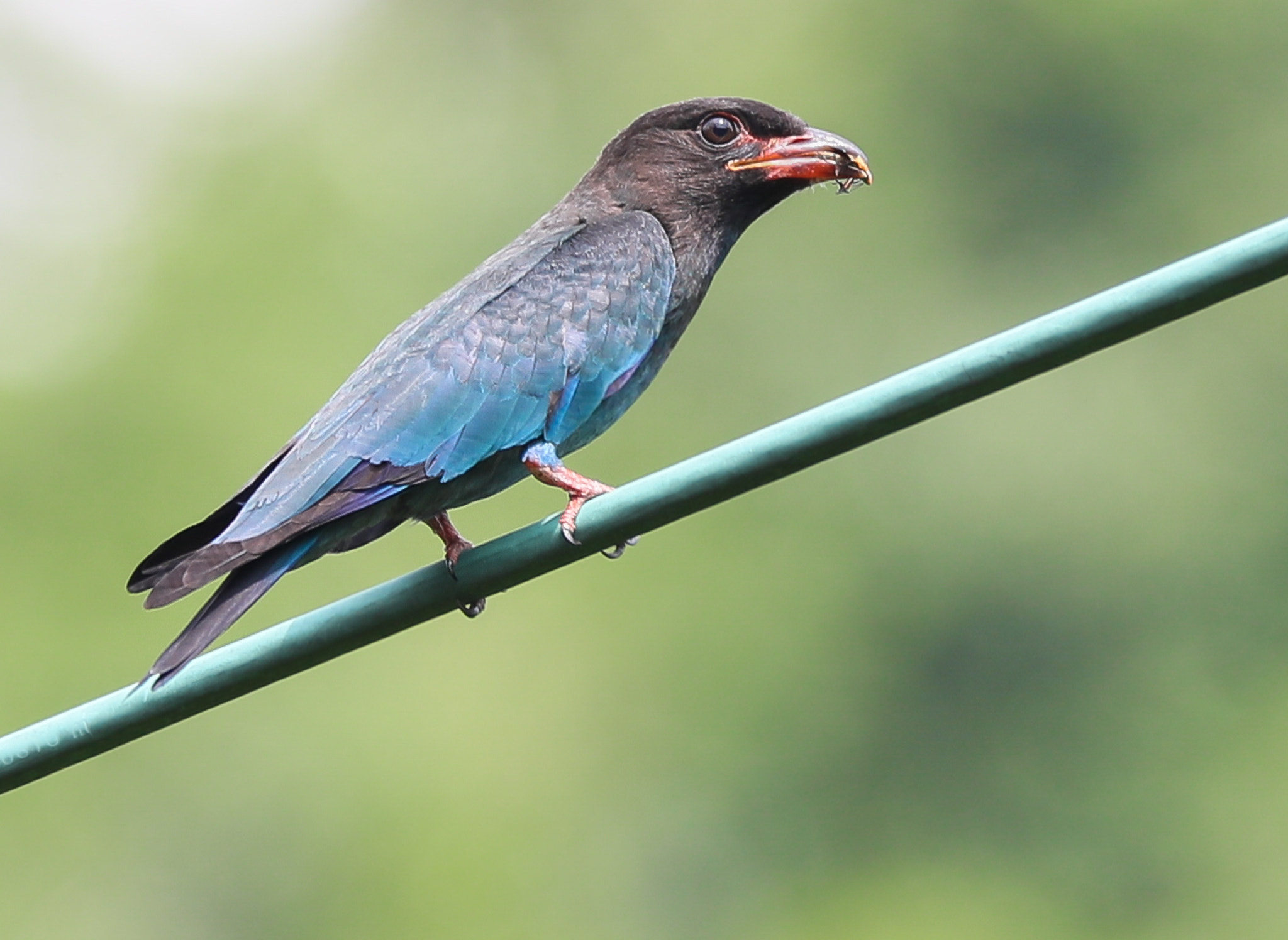 Sigma 150-600mm F5-6.3 DG OS HSM | C sample photo