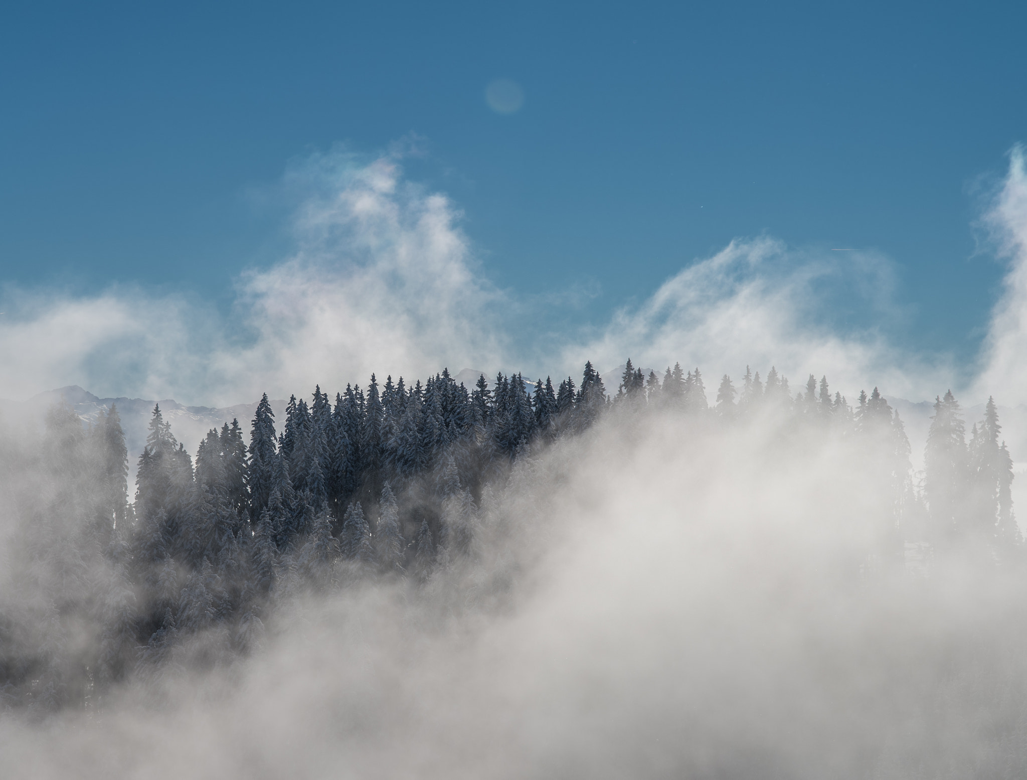 Nikon D500 sample photo. Hiding trees photography