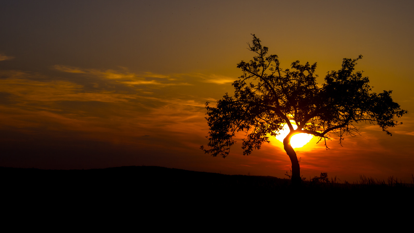 Olympus PEN E-PL3 sample photo. Burning_tree photography