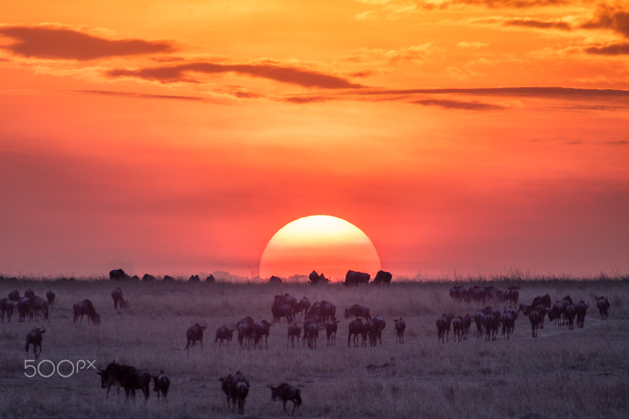 Canon EF 100-400mm F4.5-5.6L IS USM sample photo. Sunset on masai mara photography