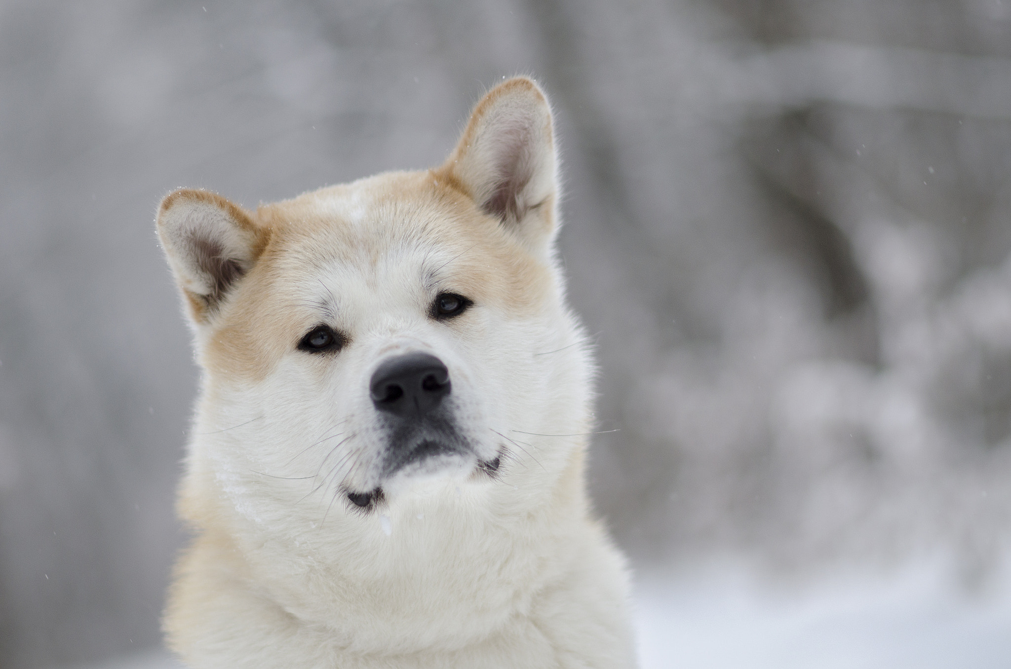 Nikon D5100 + Nikon AF-S Nikkor 85mm F1.8G sample photo. Akita inu photography