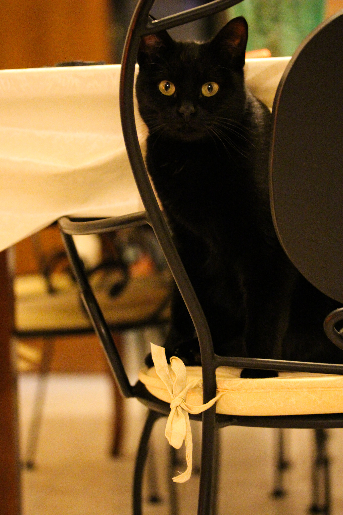 Canon EF-S 60mm F2.8 Macro USM sample photo. Black cat photography