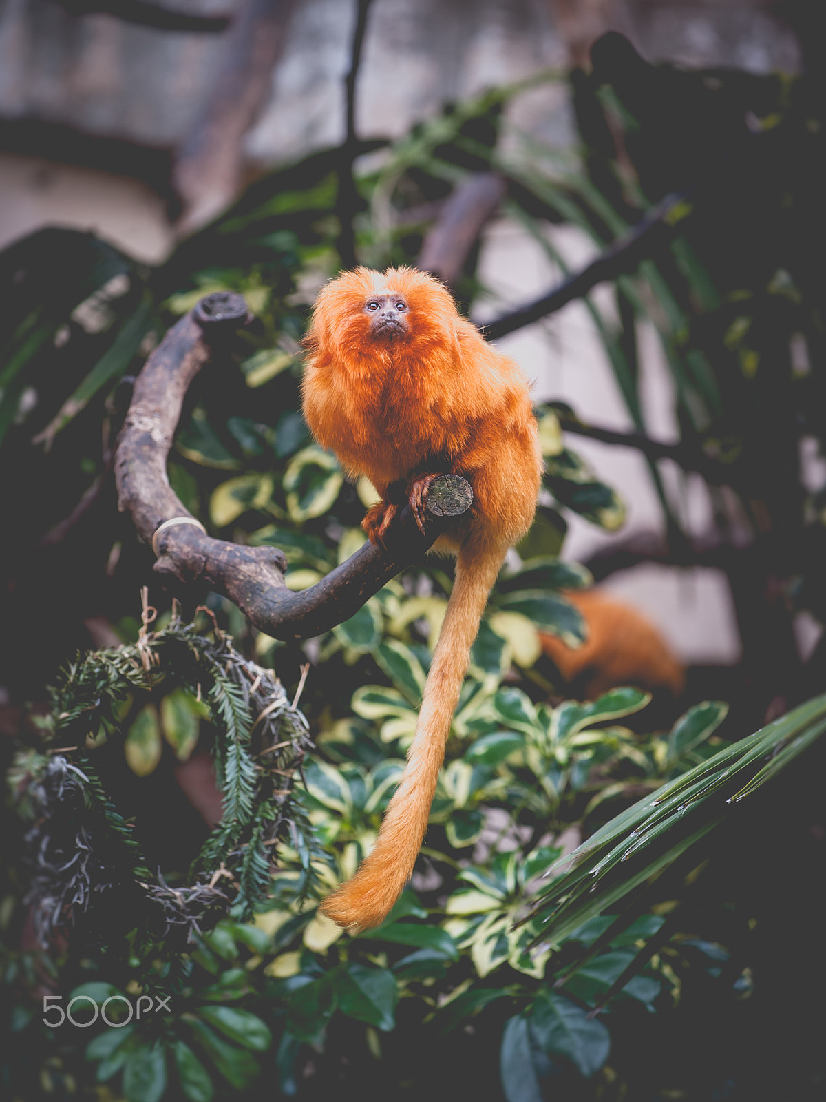 Nikon AF-S Nikkor 70-200mm F4G ED VR sample photo. Champions of the wild photography