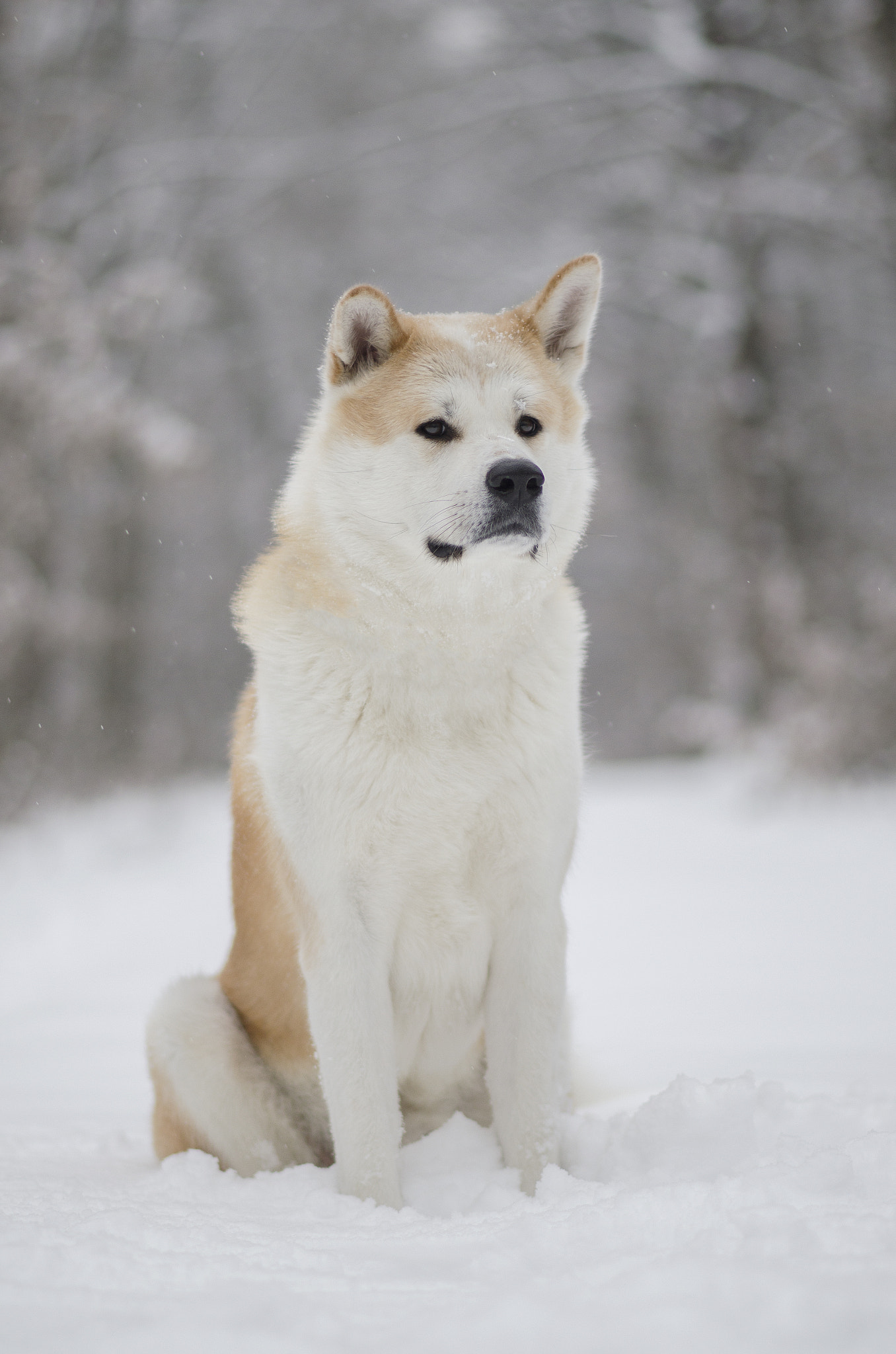 Nikon D5100 + Nikon AF-S Nikkor 85mm F1.8G sample photo. Akita inu photography