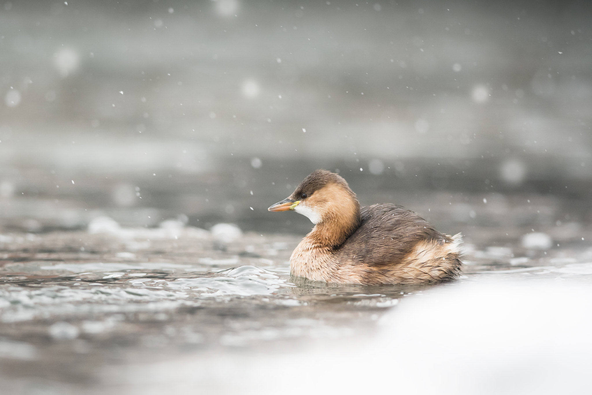 Nikon AF-S Nikkor 300mm F4D ED-IF sample photo. Little grebe photography