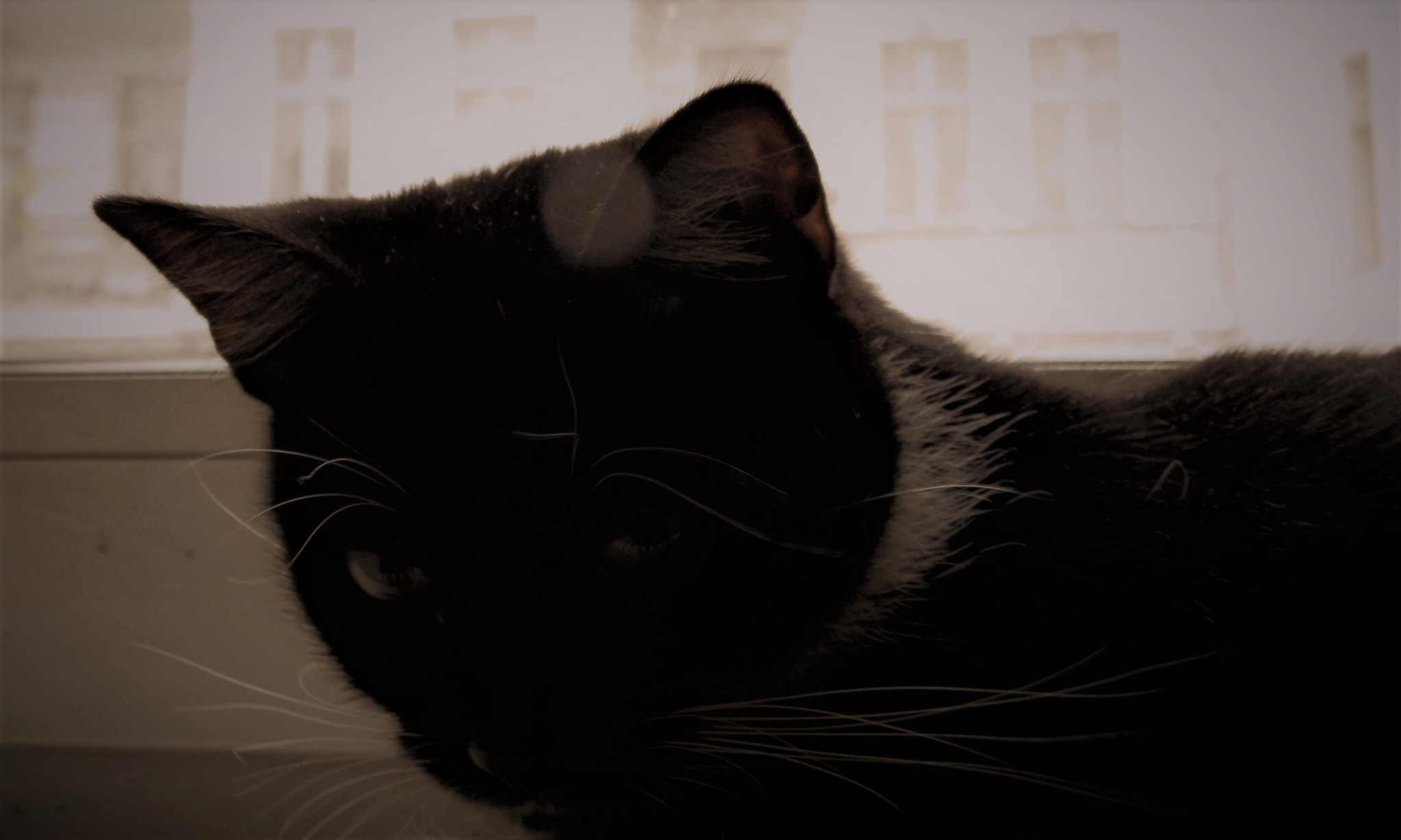 Olympus SP-620UZ sample photo. Potrait of a cat photography