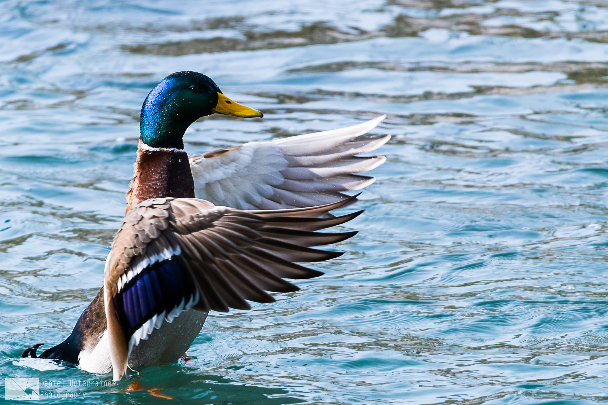 Sigma 150-600mm F5-6.3 DG OS HSM | C sample photo. Fly away photography