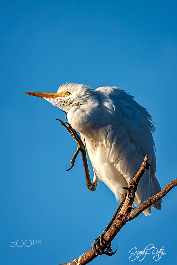 150-600mm F5-6.3 DG OS HSM | Contemporary 015 sample photo. Do you hear what i hear photography