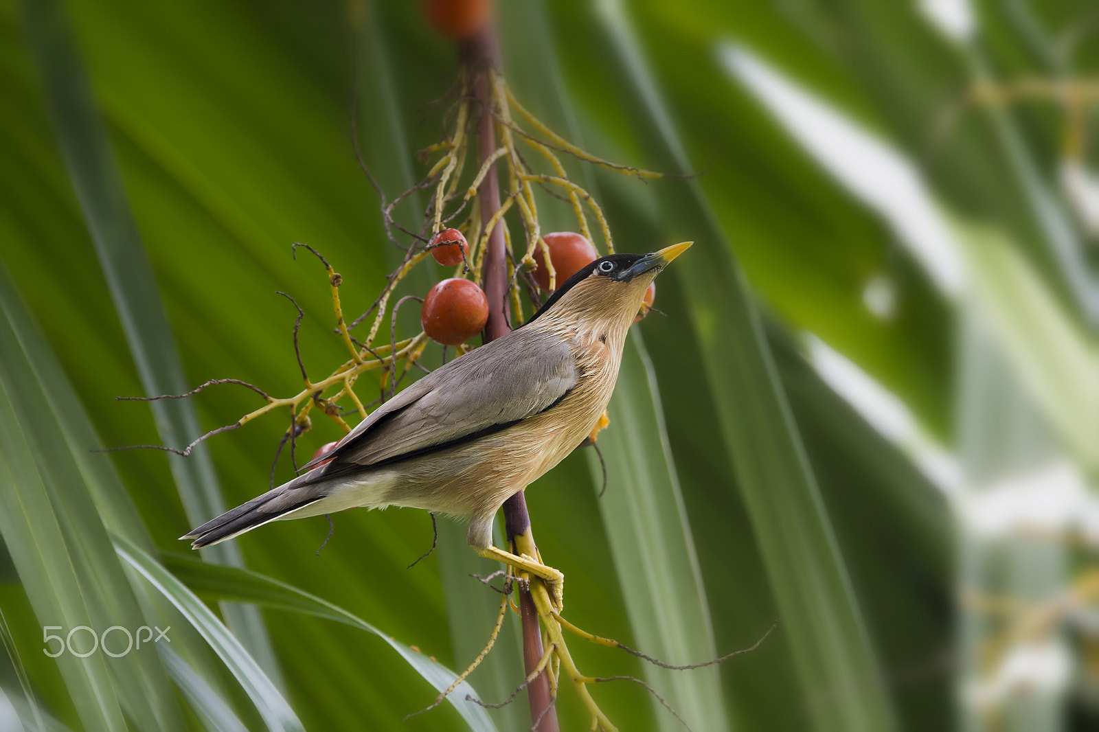 Nikon AF-S Nikkor 600mm F4E FL ED VR sample photo. Brahminy starling (f) photography