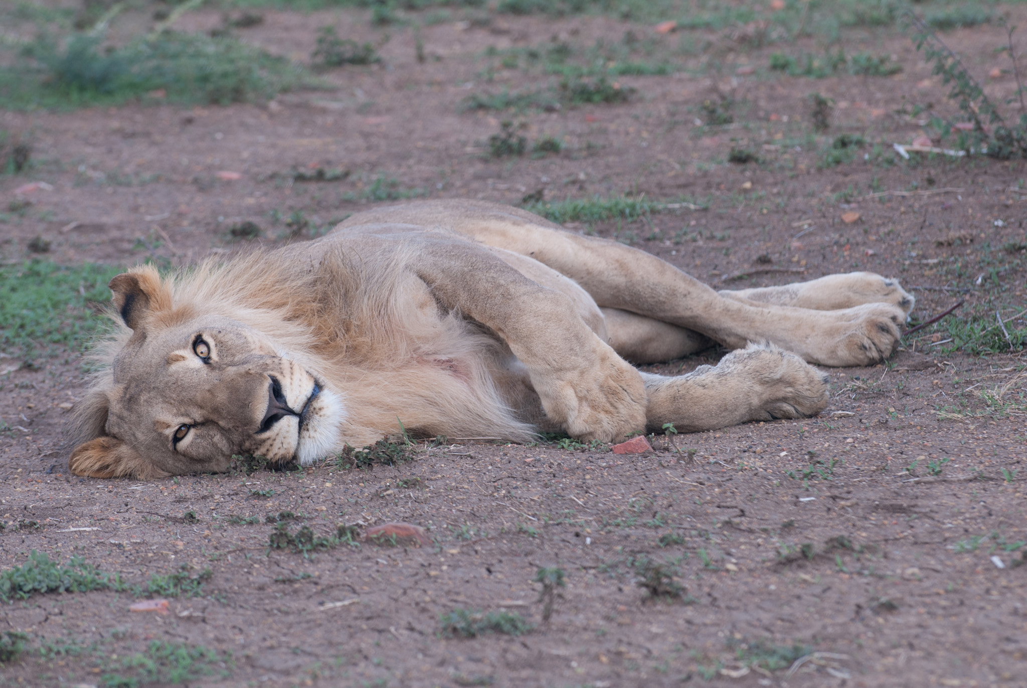Nikon D200 sample photo. Lion down photography