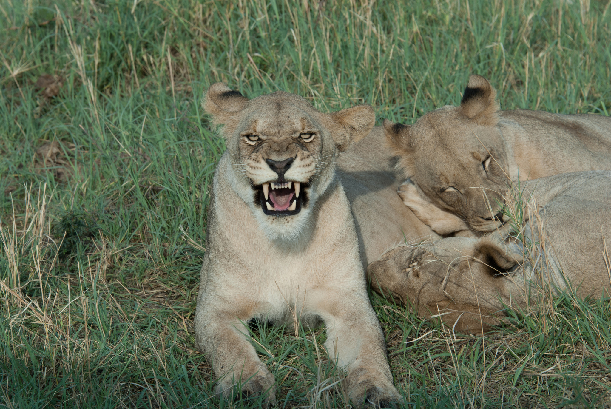 Nikon D200 sample photo. Nice kitty photography