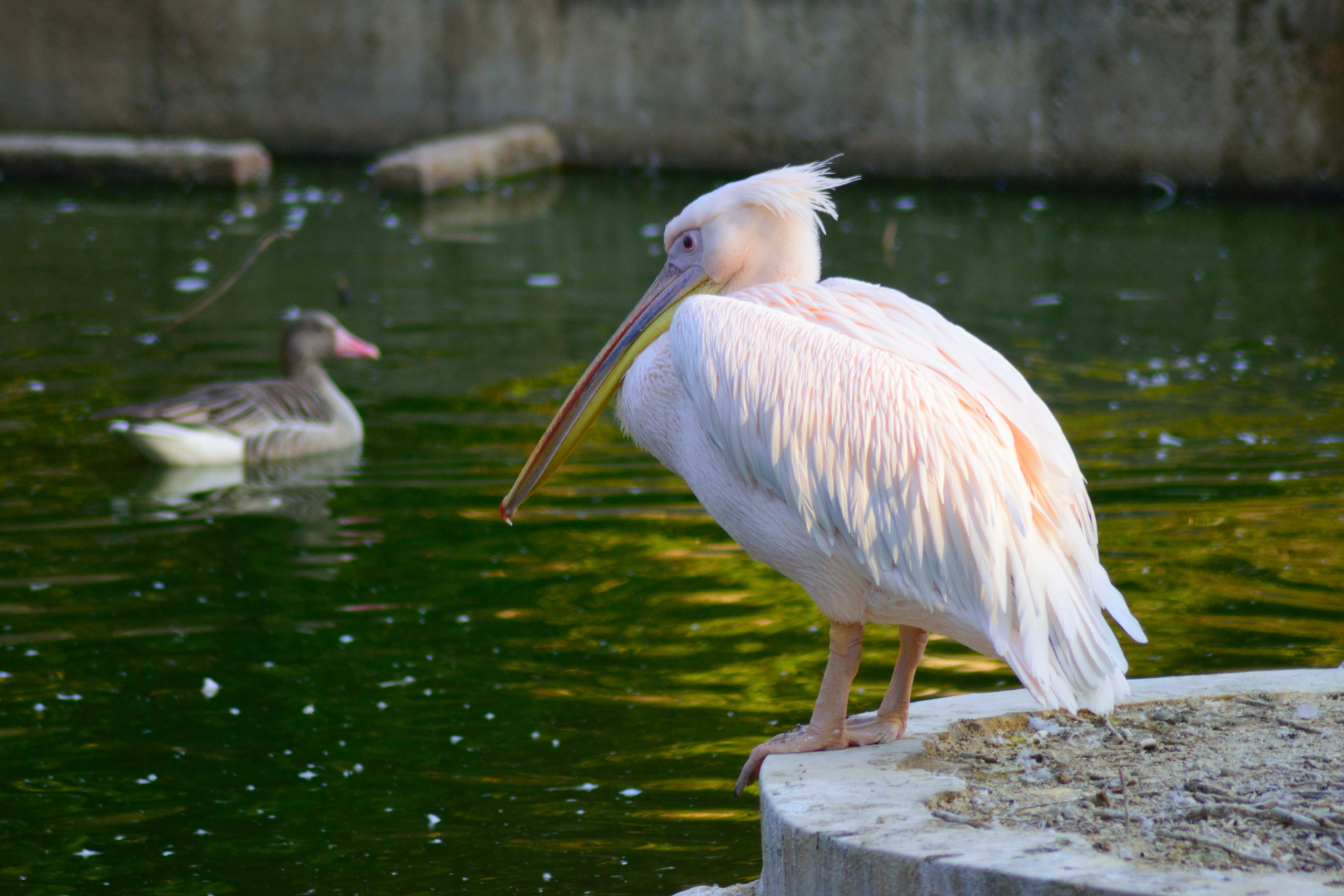 Nikon AF Nikkor 70-300mm F4-5.6G sample photo. Pelican photography