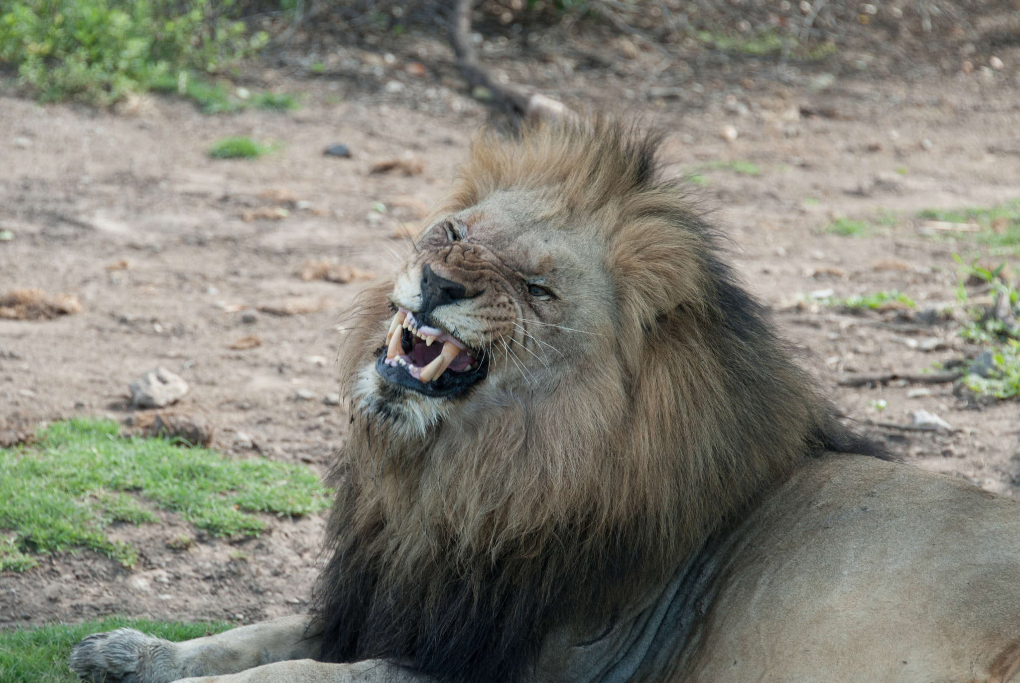 Nikon D200 sample photo. Angry photography