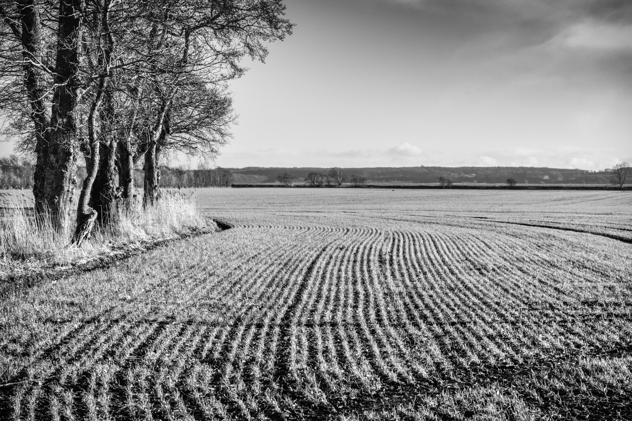 Nikon D7200 + Nikon AF-S Nikkor 50mm F1.4G sample photo. Lines in field - bw photography