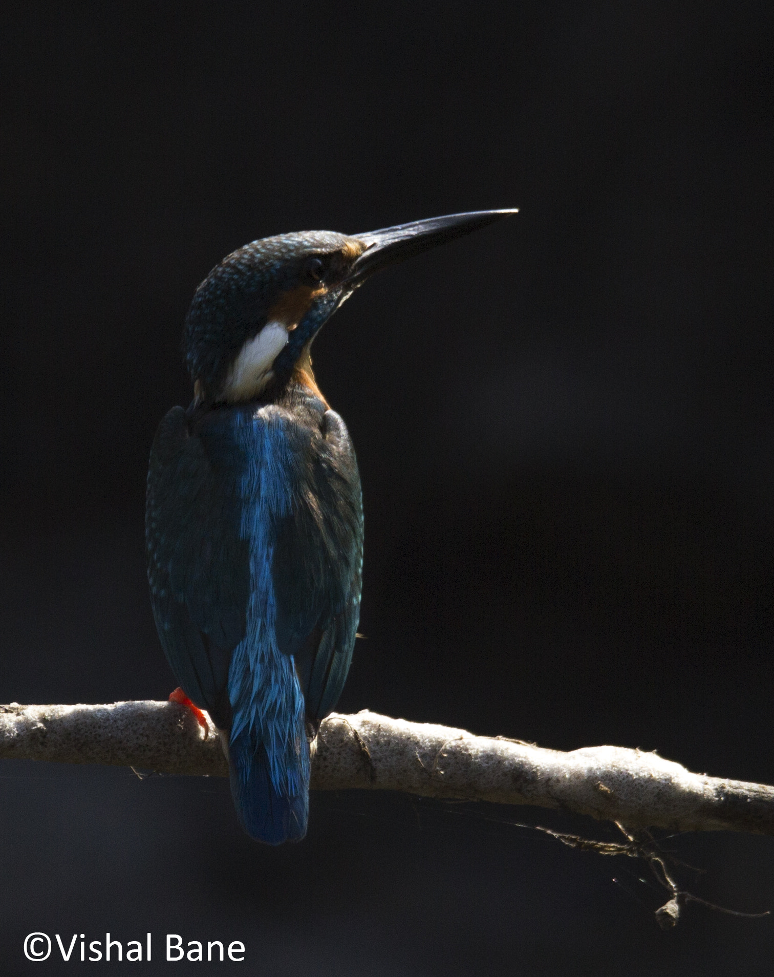 Tamron SP 150-600mm F5-6.3 Di VC USD sample photo. Common kingfisher photography