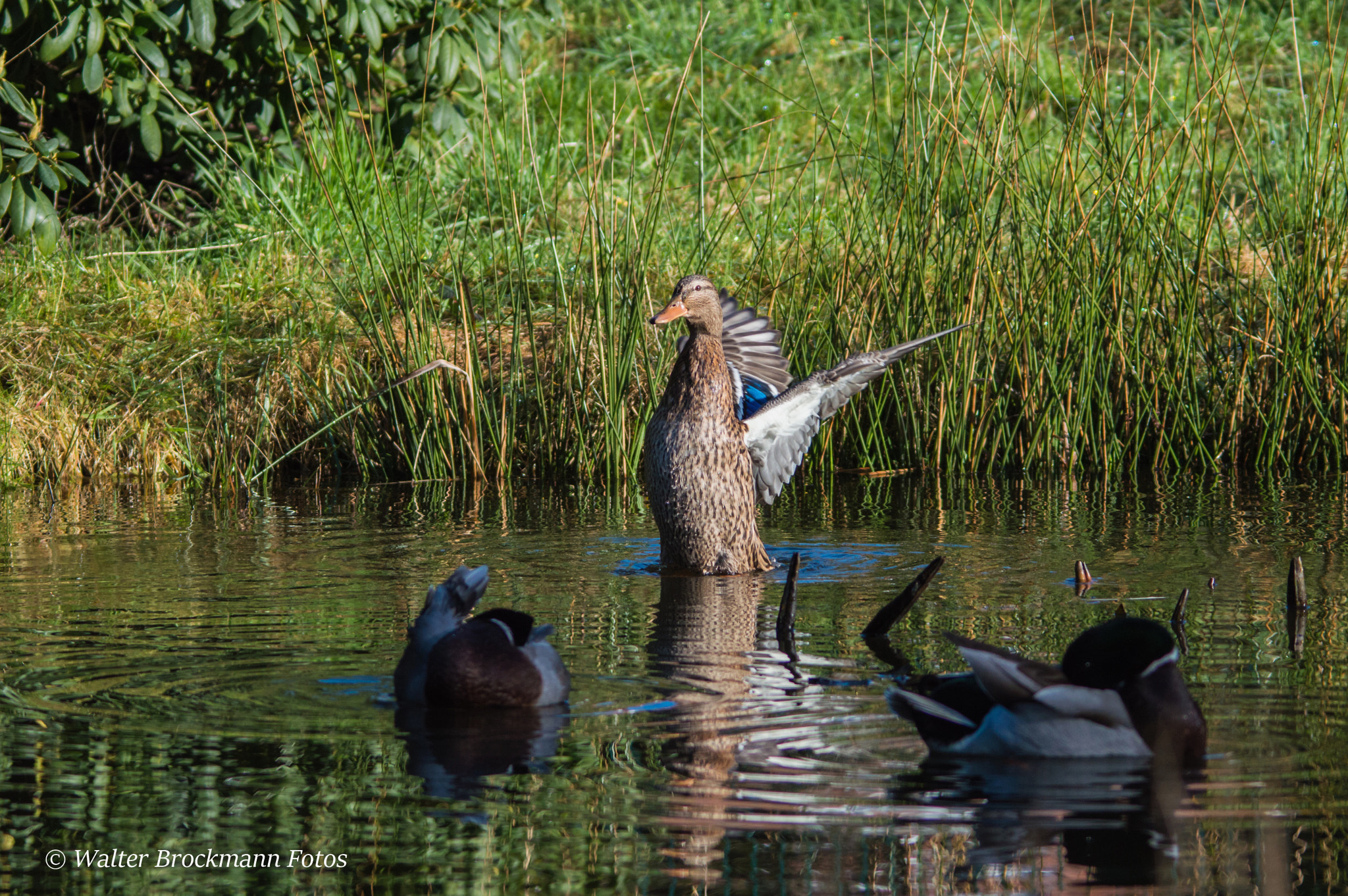 Sigma 150-500mm F5-6.3 DG OS HSM sample photo. Wasservögel/waterbyrds photography