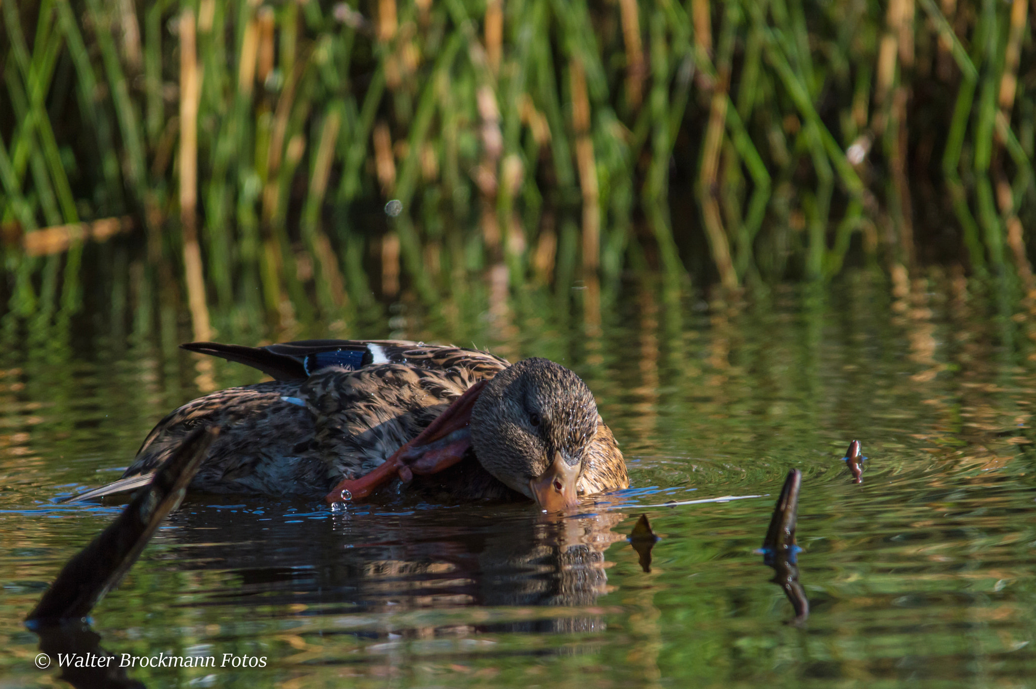Sigma 150-500mm F5-6.3 DG OS HSM sample photo. Wasservögel/waterbyrds photography