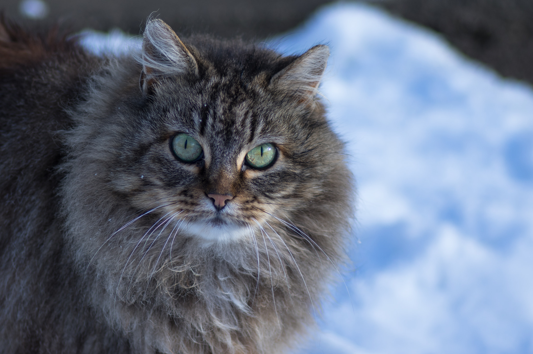 Pentax smc D-FA 100mm F2.8 Macro WR sample photo. Snow cat photography