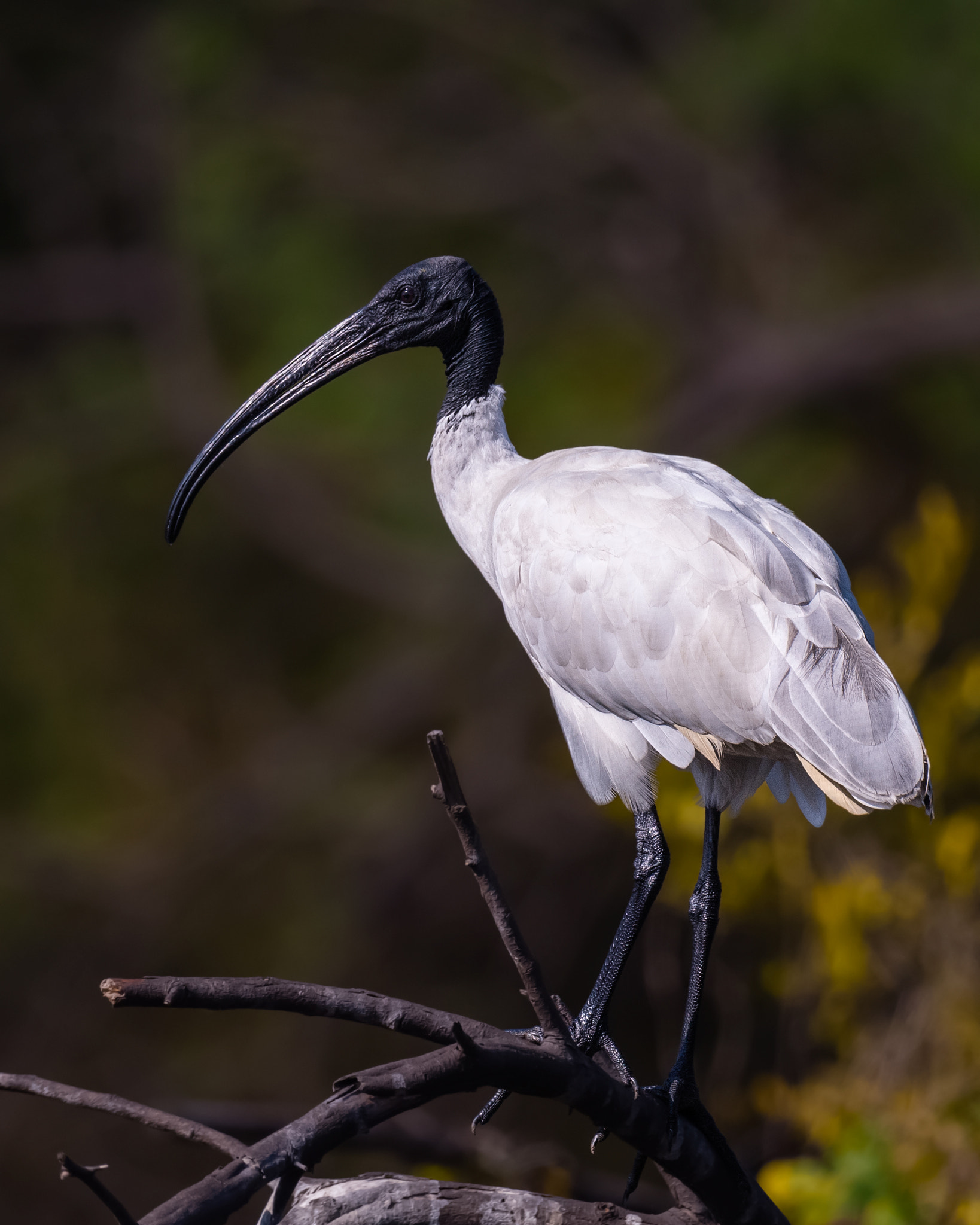 Nikon AF-S Nikkor 800mm F5.6E FL ED VR sample photo. Stare photography
