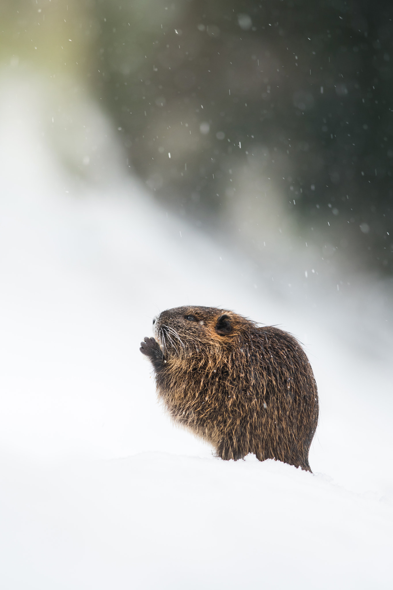 Nikon D500 sample photo. Coypu baby photography