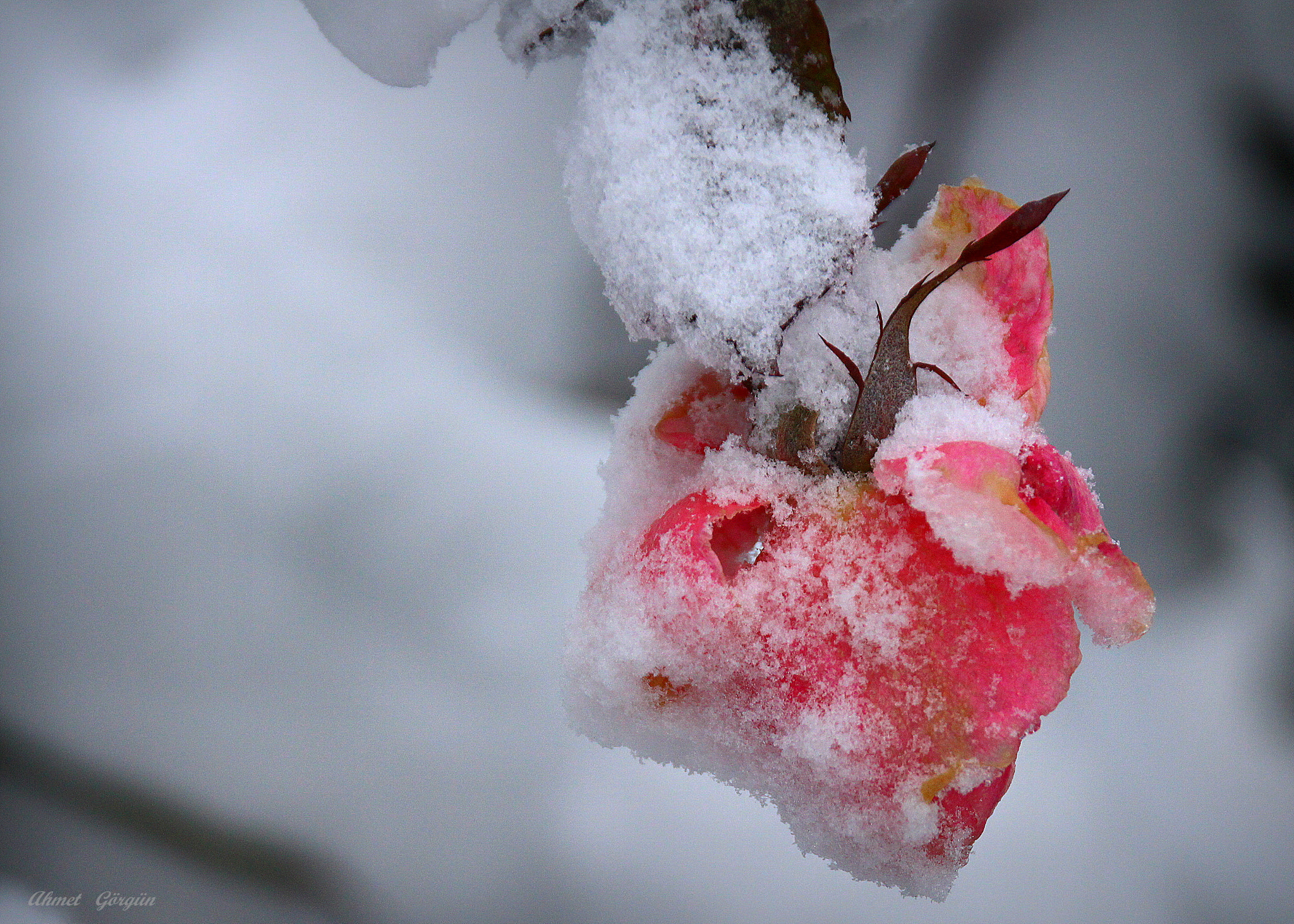 Canon EOS 650D (EOS Rebel T4i / EOS Kiss X6i) + Sigma 18-250mm F3.5-6.3 DC OS HSM sample photo. Snow and rose ... photography
