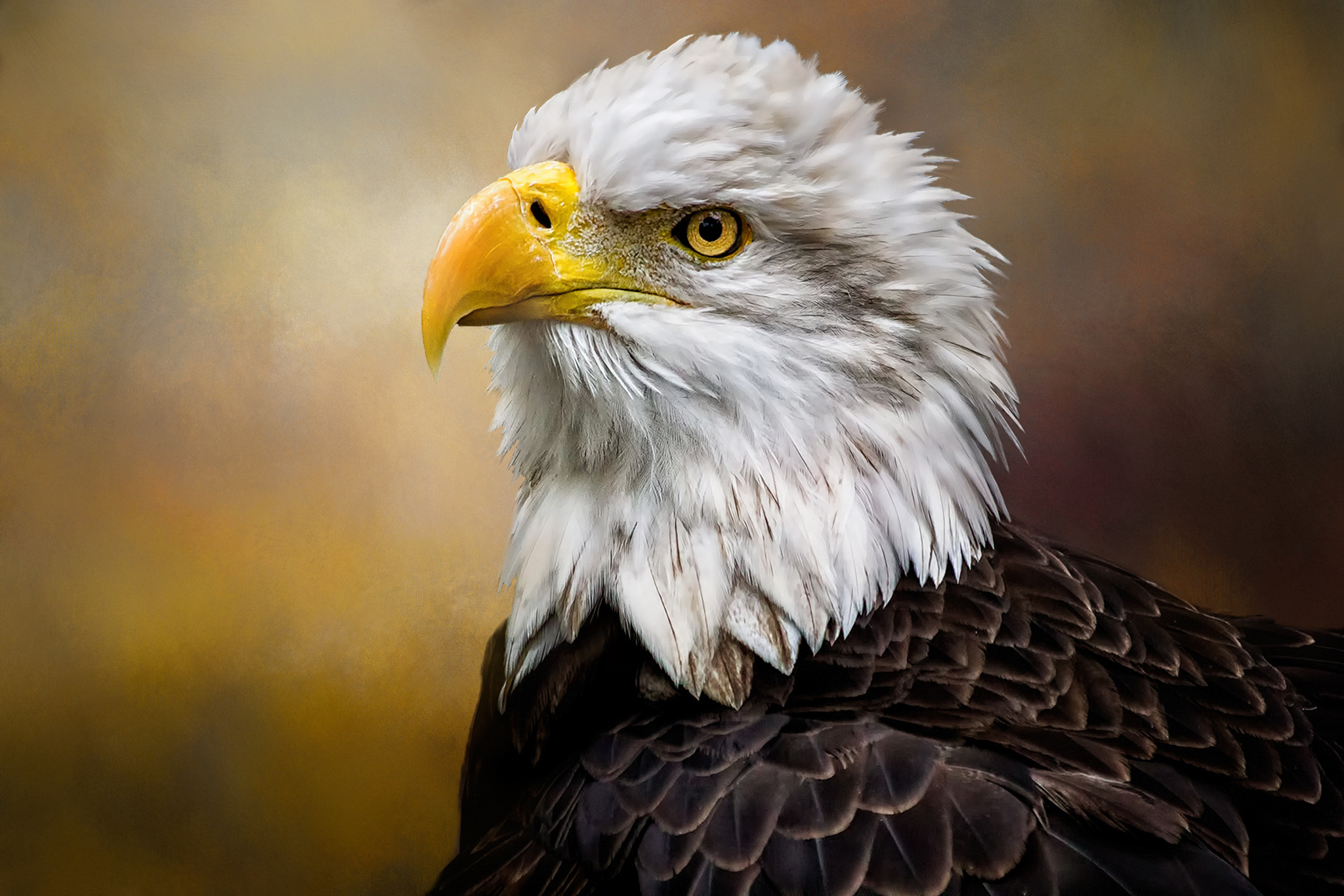 Canon EF 70-300mm F4-5.6 IS USM sample photo. Bald eage photography