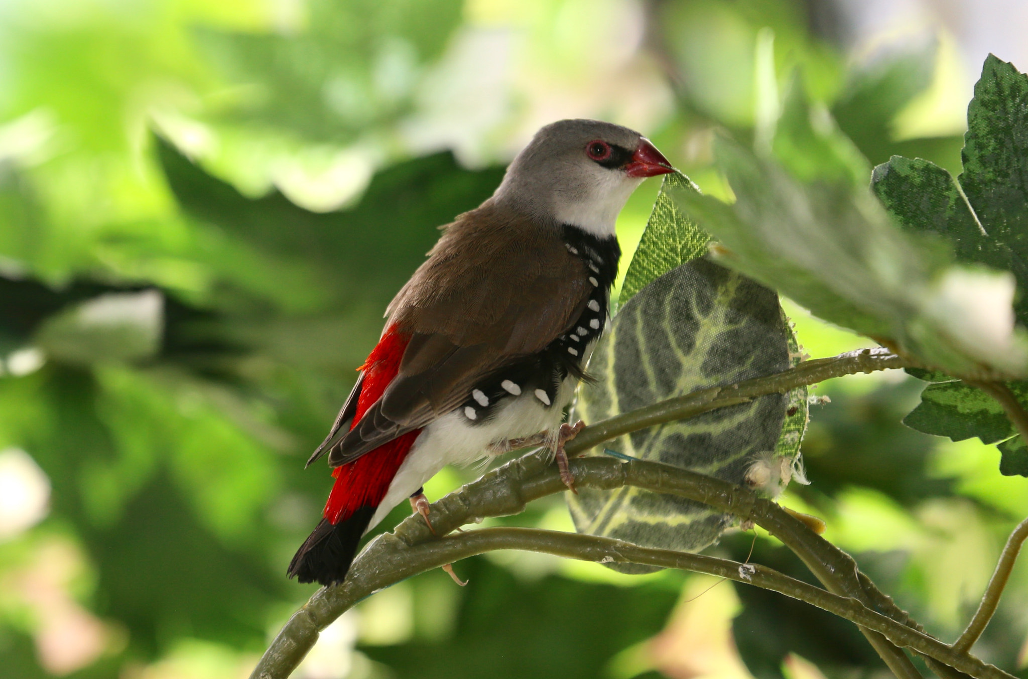 Canon EF 70-300mm F4-5.6L IS USM sample photo. Diamante de gould, originario de australia. # diamante de gould # birds # pajaros #aves photography
