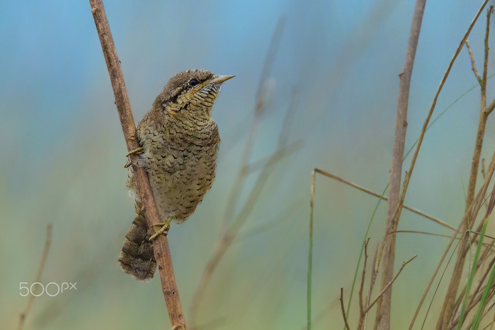 Tamron SP 150-600mm F5-6.3 Di VC USD sample photo. Eurasian wryneck photography