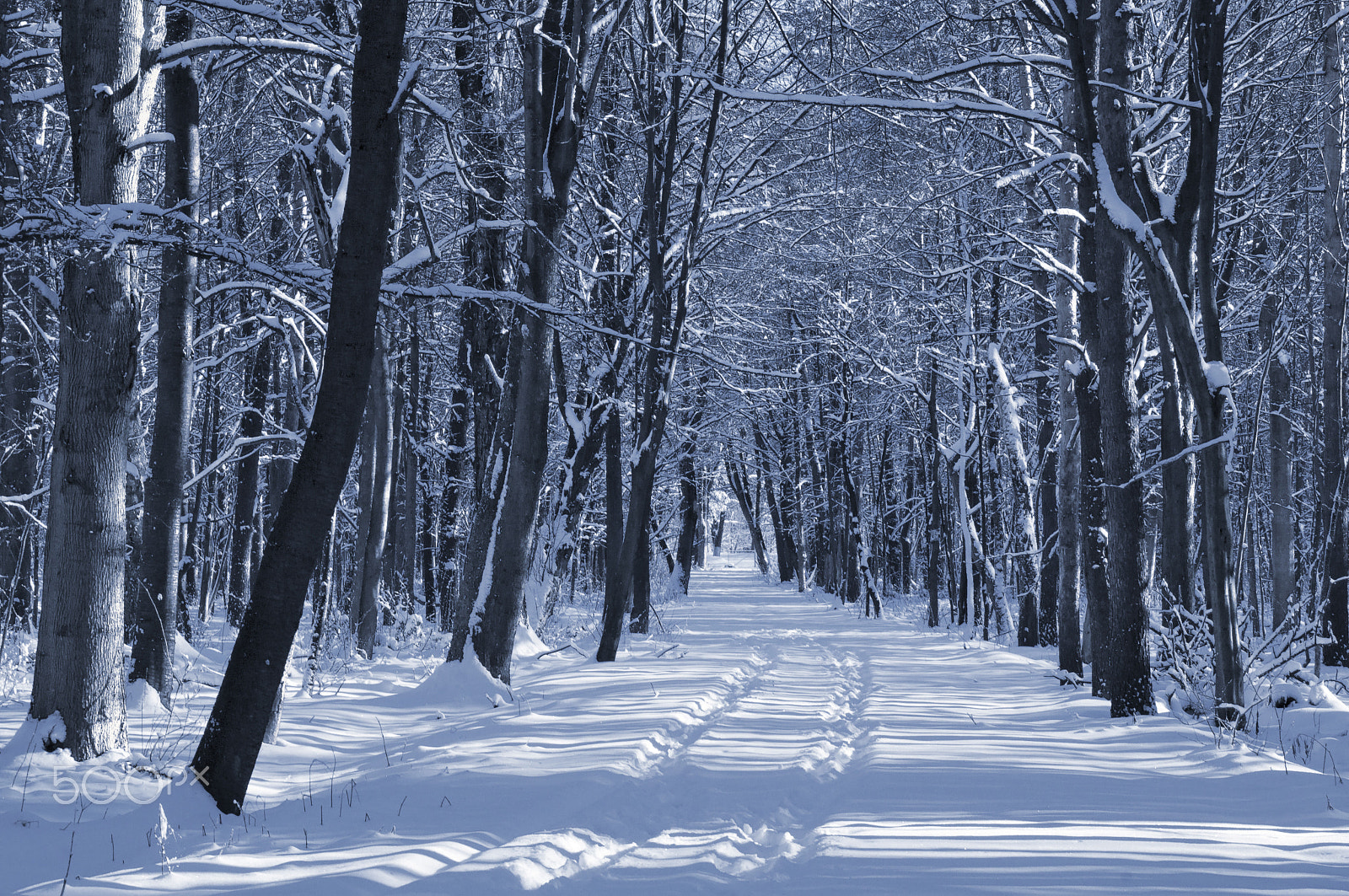 Sony SLT-A37 sample photo. Winter park scene photography