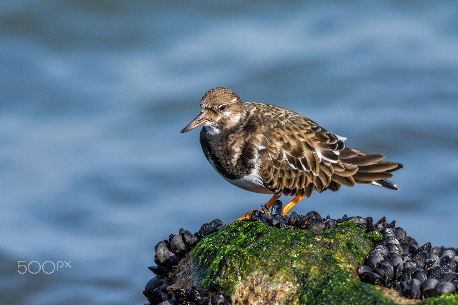 Nikon D7200 + Nikon AF-S Nikkor 300mm F4D ED-IF sample photo. Ruddy turnstone photography