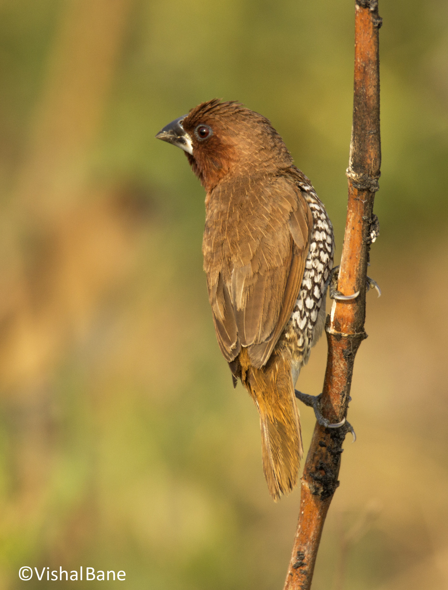 Tamron SP 150-600mm F5-6.3 Di VC USD sample photo. Scaly breasted munia photography