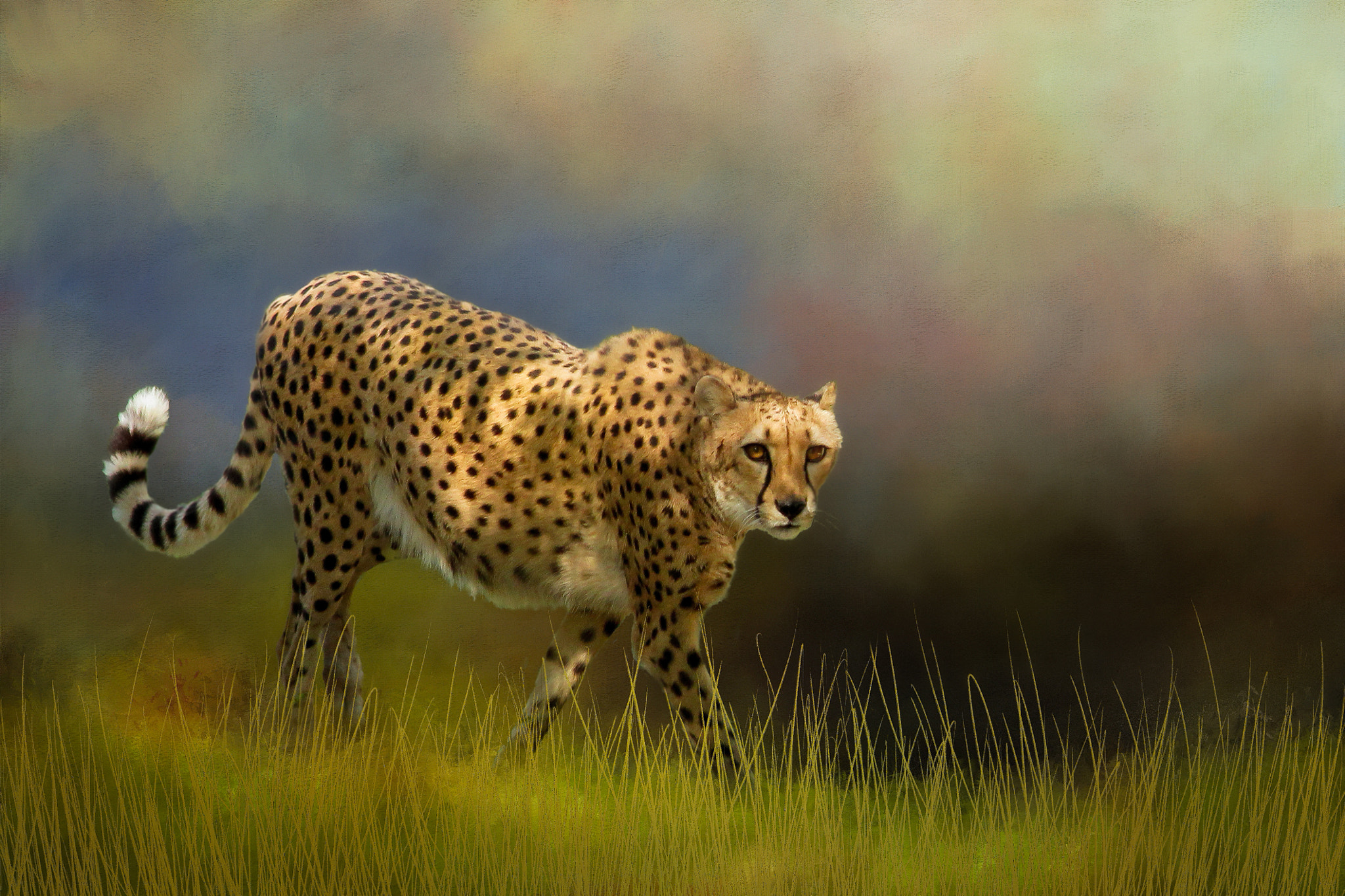 Canon EF 70-300mm F4-5.6 IS USM sample photo. Cheetah on the prowl photography