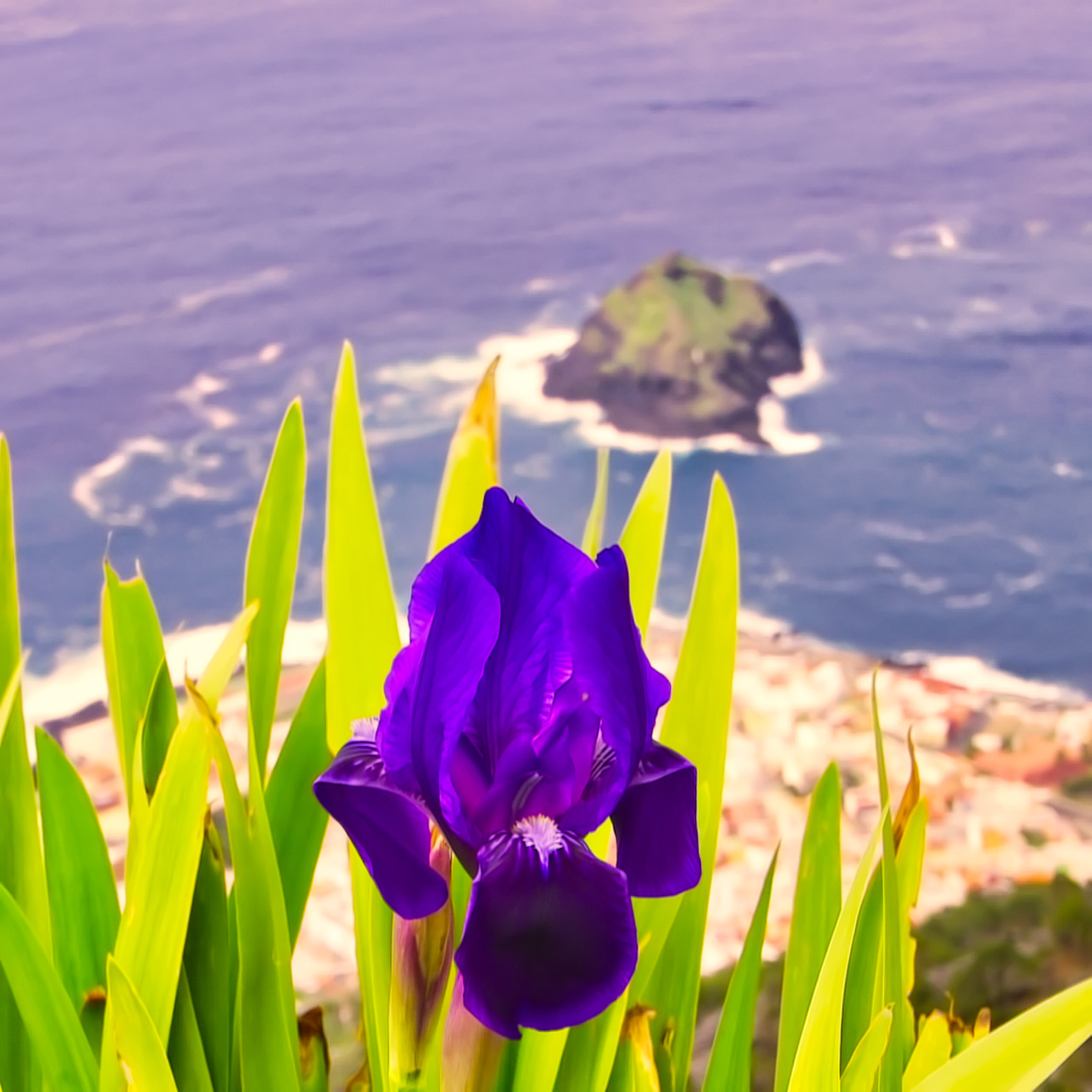 Pentax K-7 sample photo. Sea-flower photography