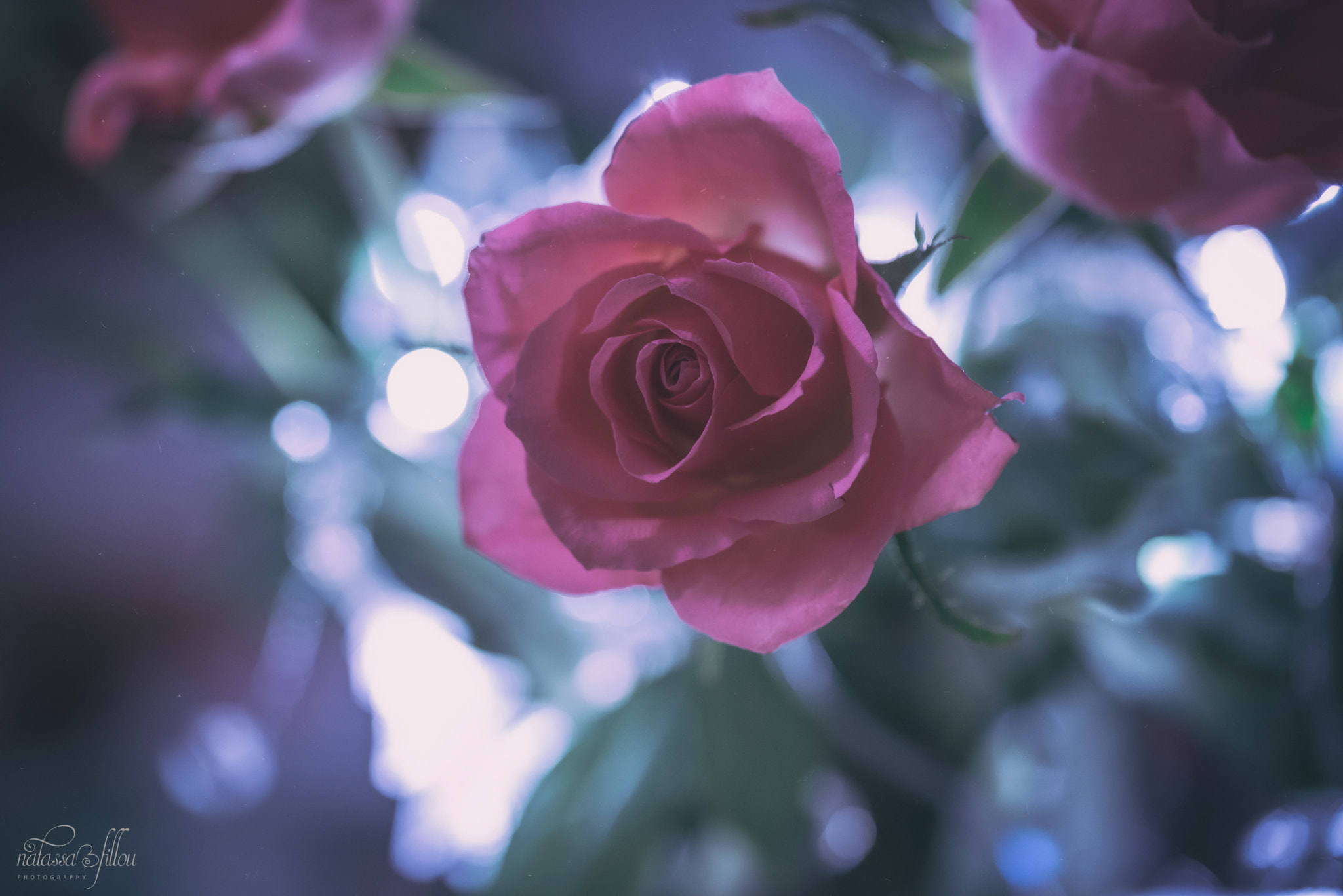 Nikon D750 sample photo. Night's rose photography