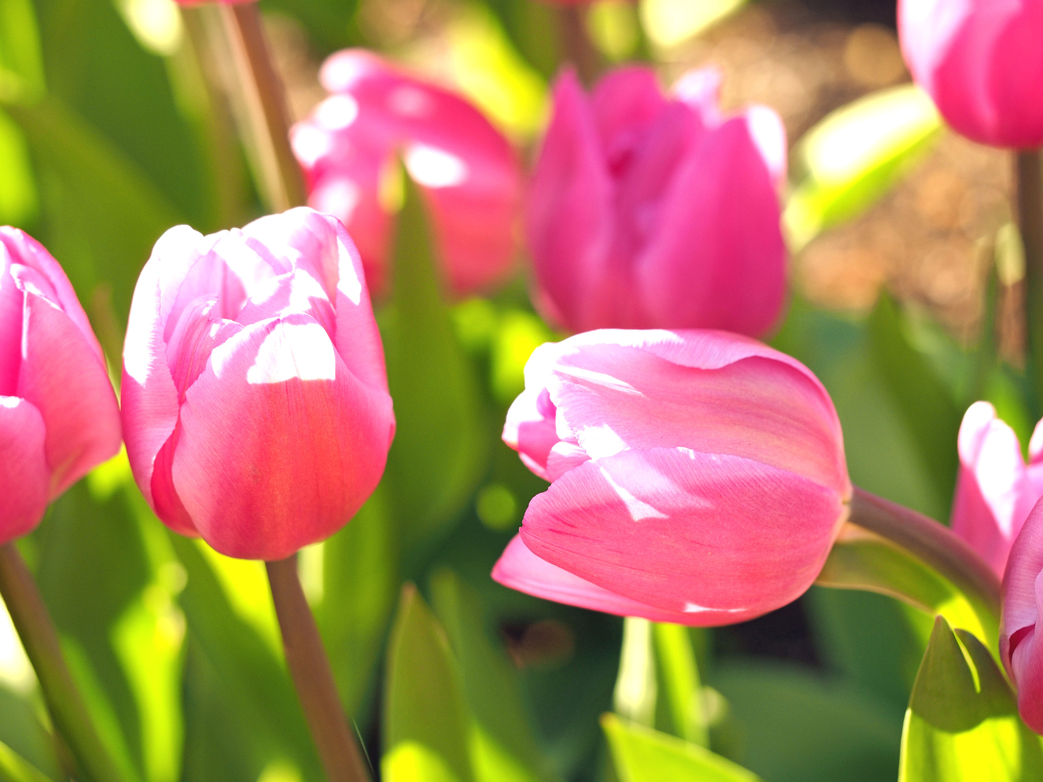 Olympus PEN E-P5 sample photo. They are having a chat！ photography