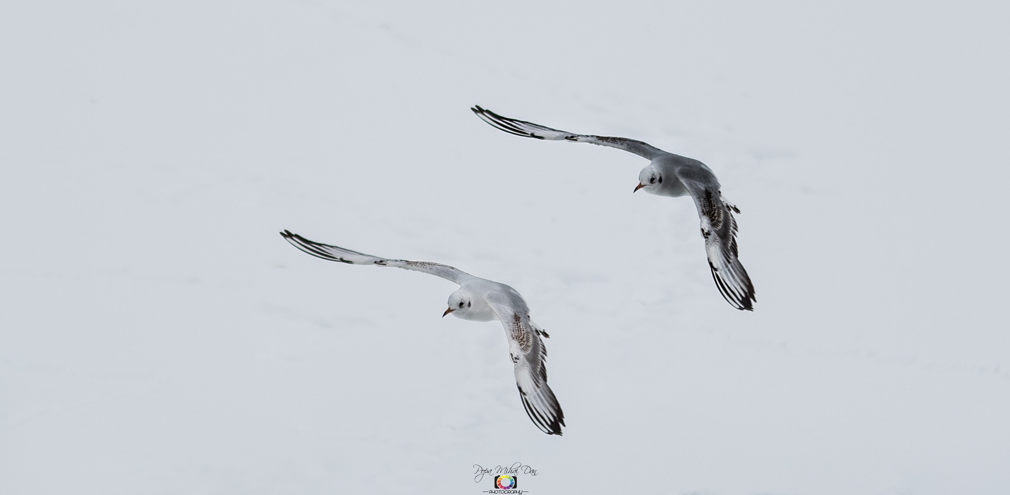 Nikon AF-S Nikkor 70-200mm F2.8G ED VR II sample photo. Game of two photography