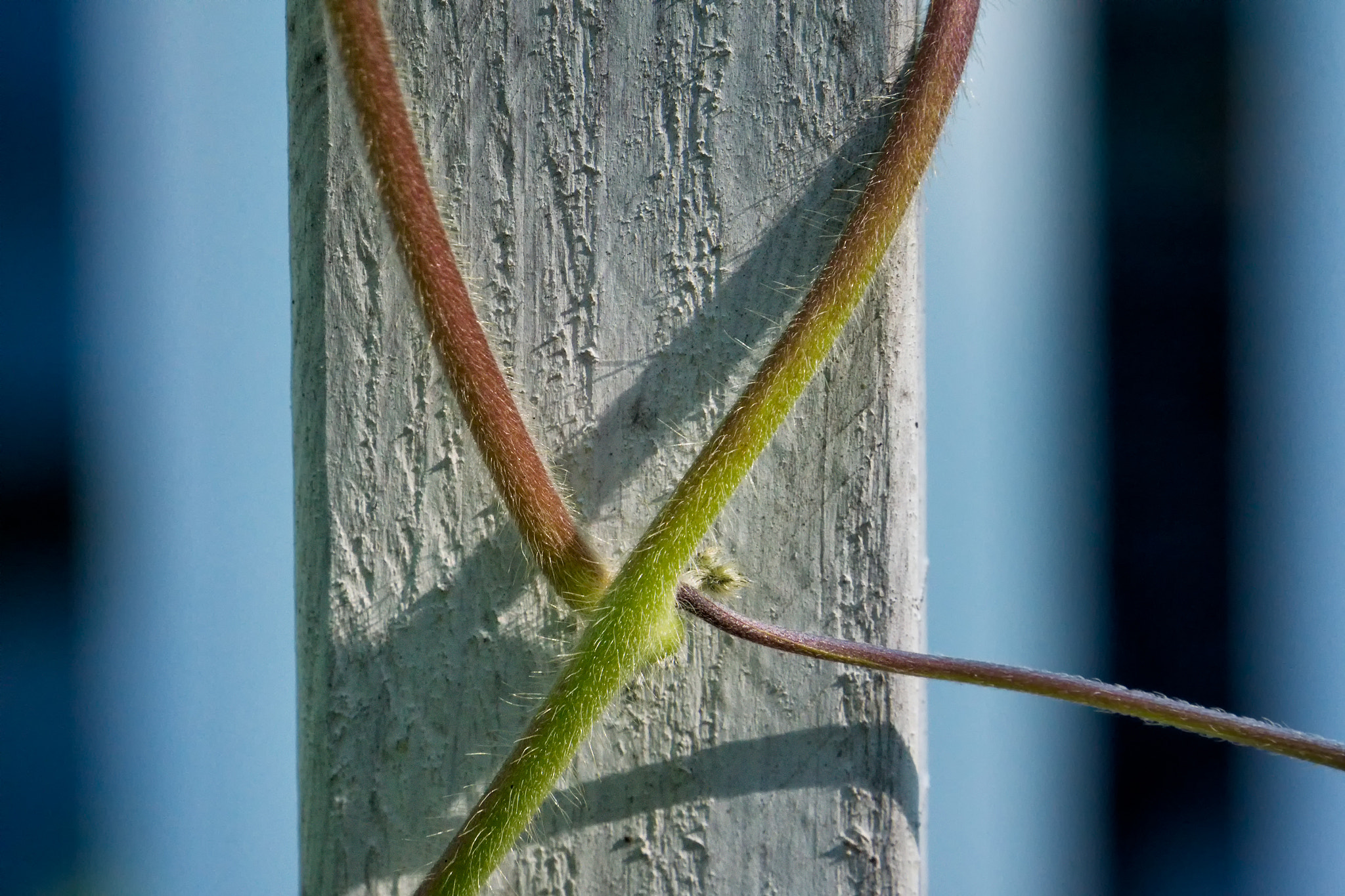 Sony E 18-200mm F3.5-6.3 OSS sample photo. 'you go your way and i'll go mine ... ' photography