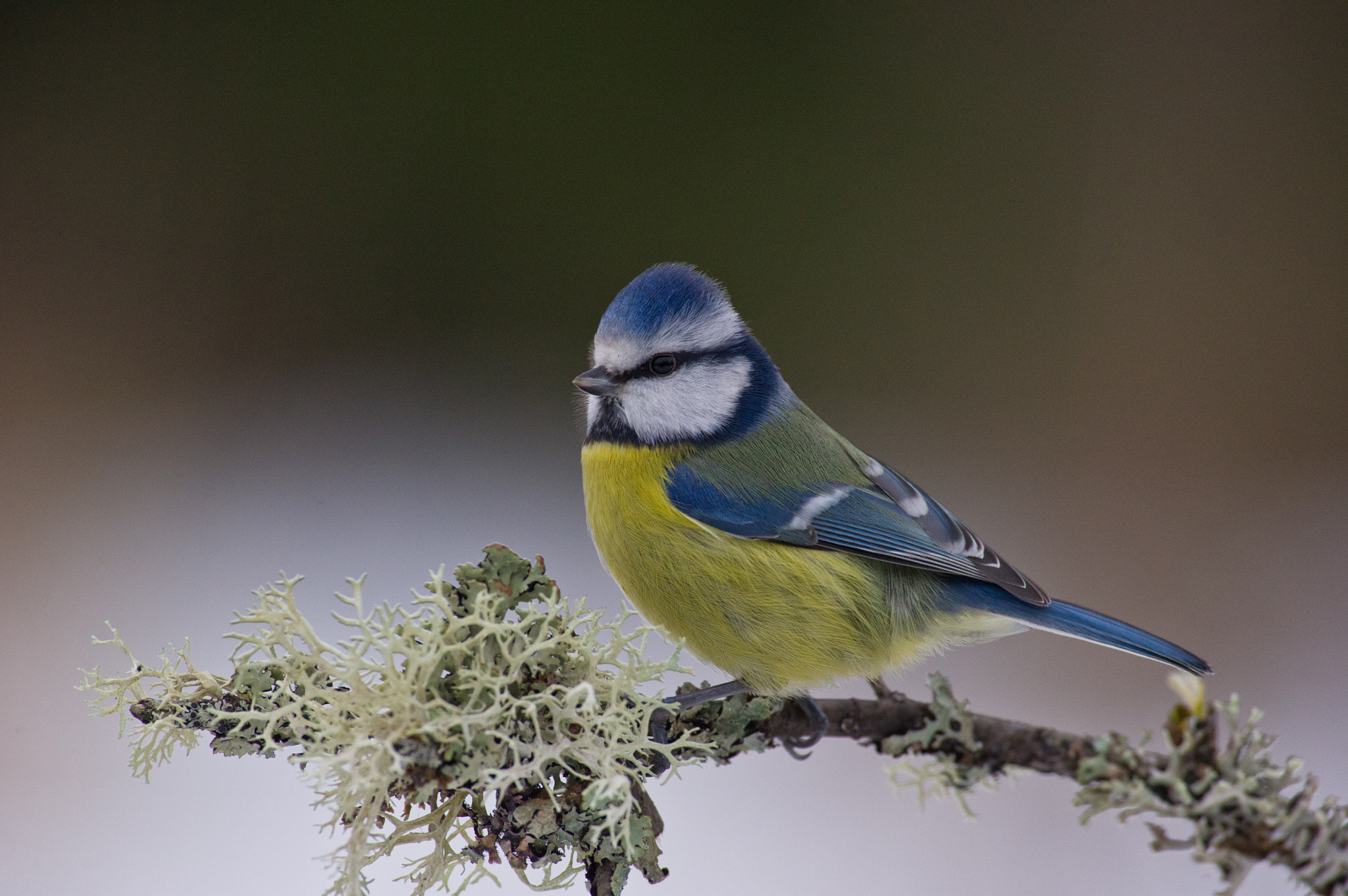 AF-S Nikkor 300mm f/2.8D IF-ED II sample photo. Cyanistes caeruleus photography