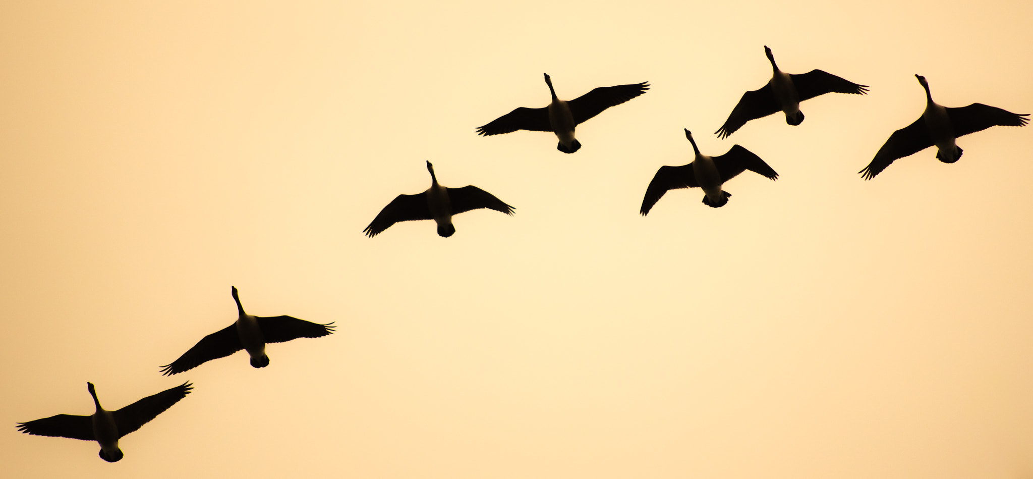 Nikon D750 sample photo. Soaring geese photography