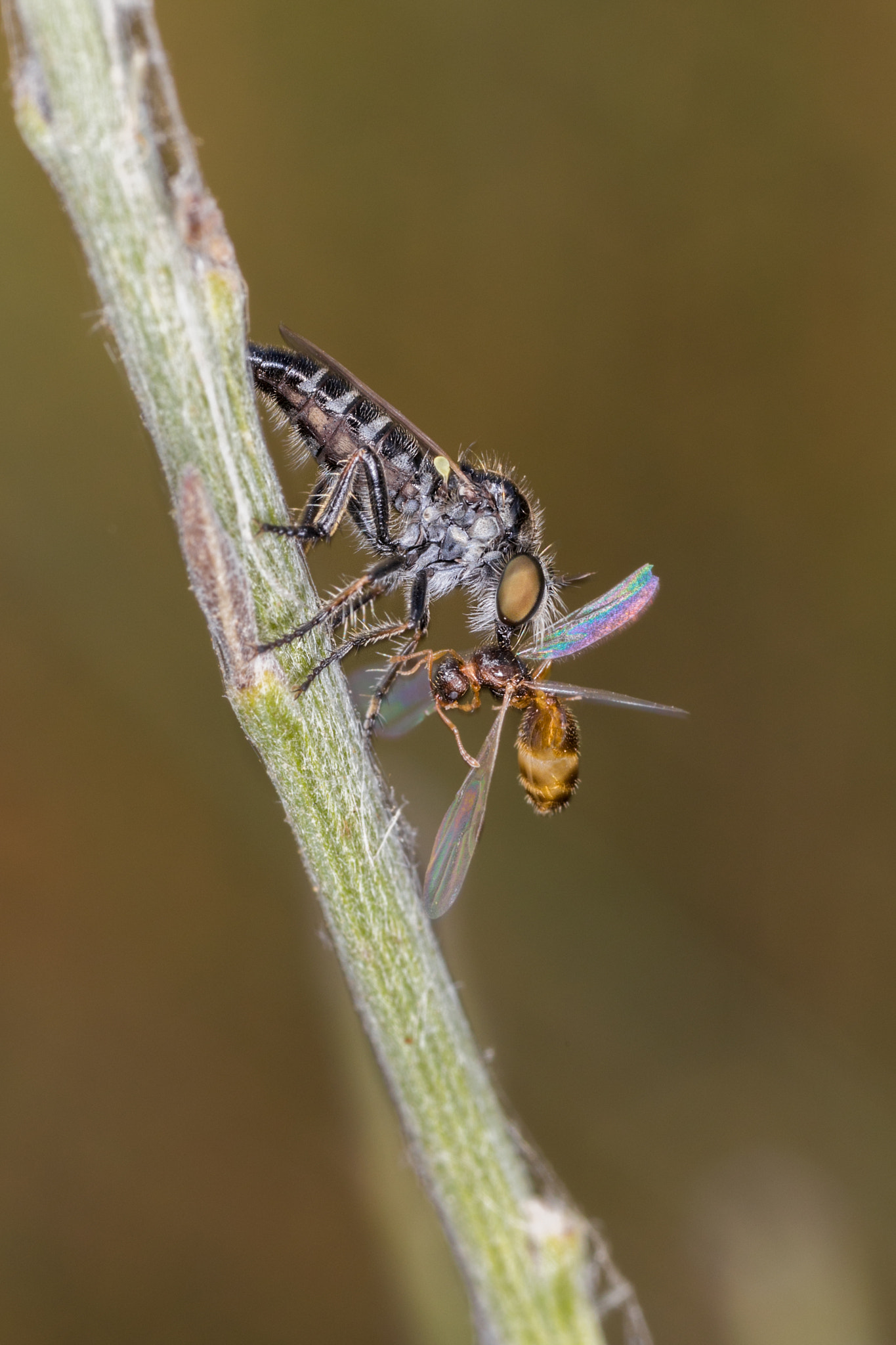 Canon MP-E 65mm F2.5 1-5x Macro Photo sample photo. Dipterous photography