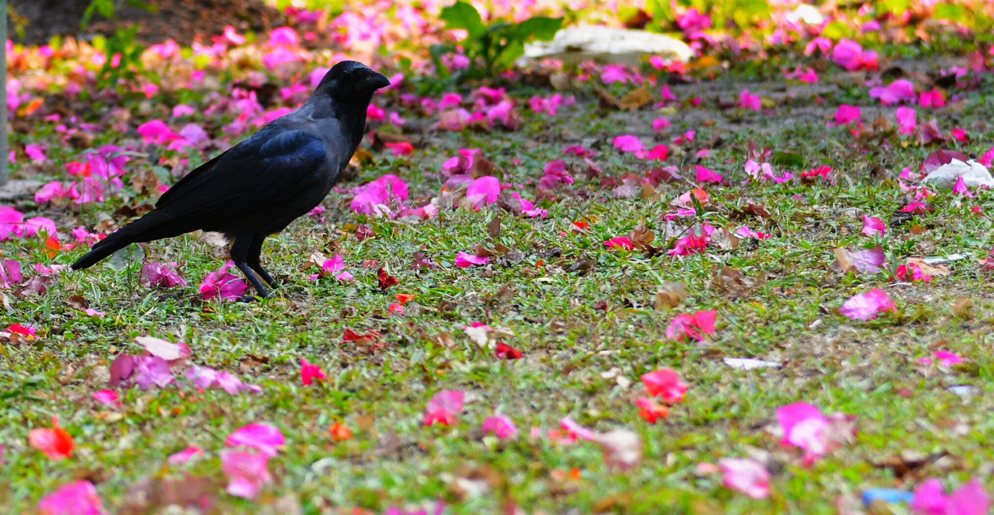 Nikon D800E + AF Zoom-Nikkor 35-105mm f/3.5-4.5 sample photo. Bird. photography