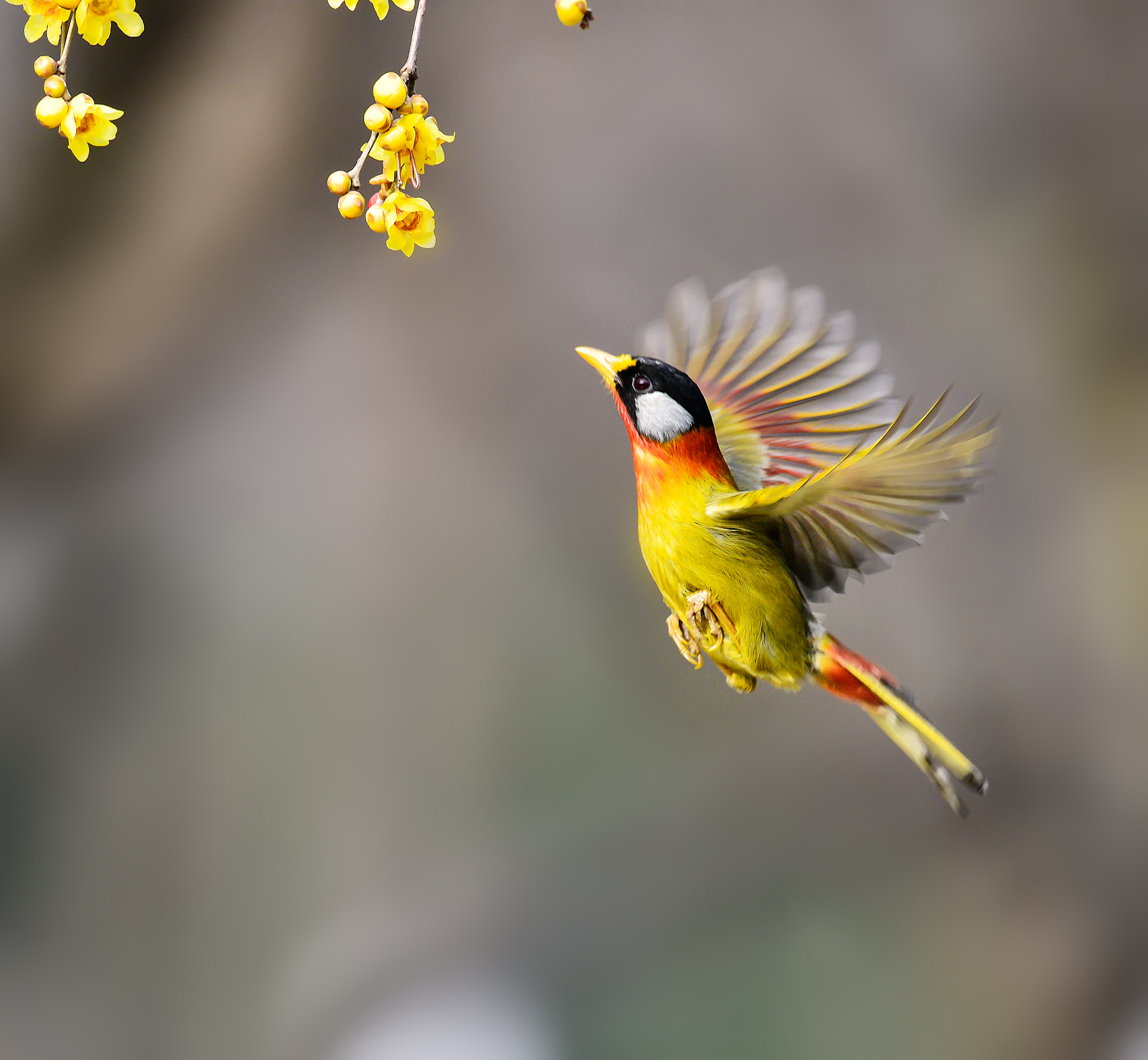 Nikon AF-S Nikkor 200-500mm F5.6E ED VR sample photo