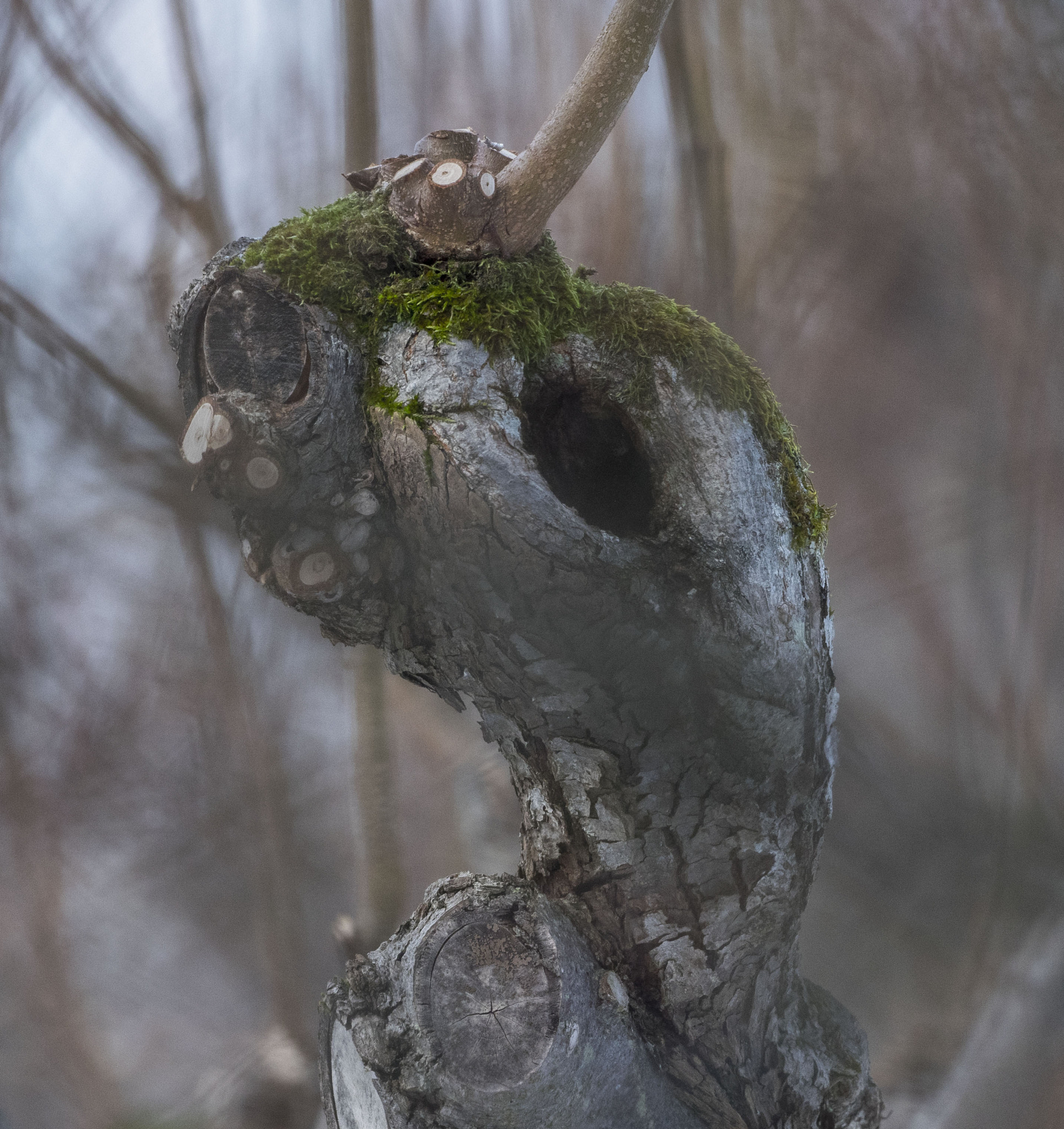OLYMPUS M.300mm F4.0 sample photo. A tree in a park near a royal castle photography