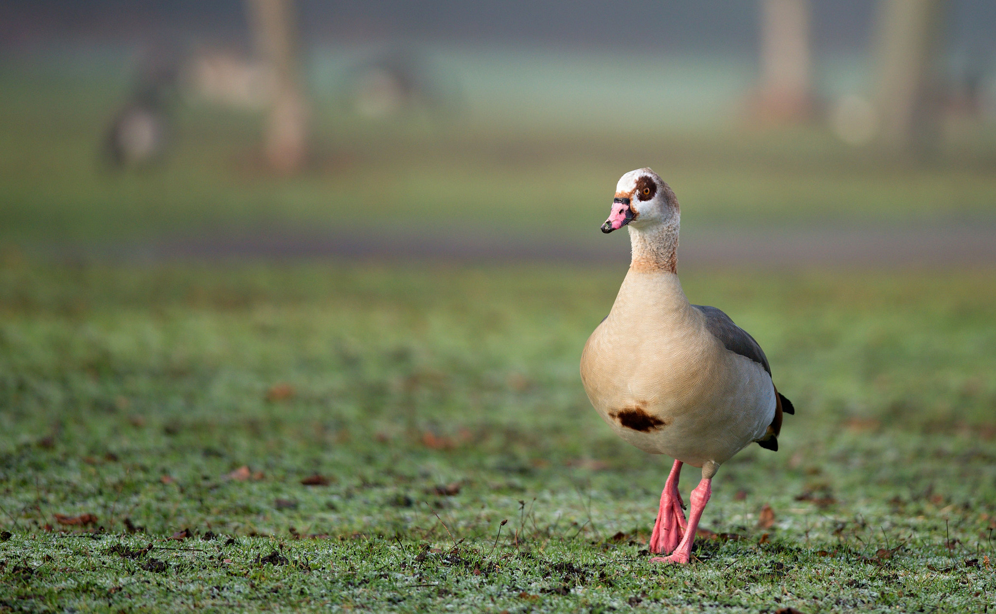 Nikon D610 + Nikon AF-S Nikkor 300mm F4D ED-IF sample photo. Dsc_0535_01.jpg photography