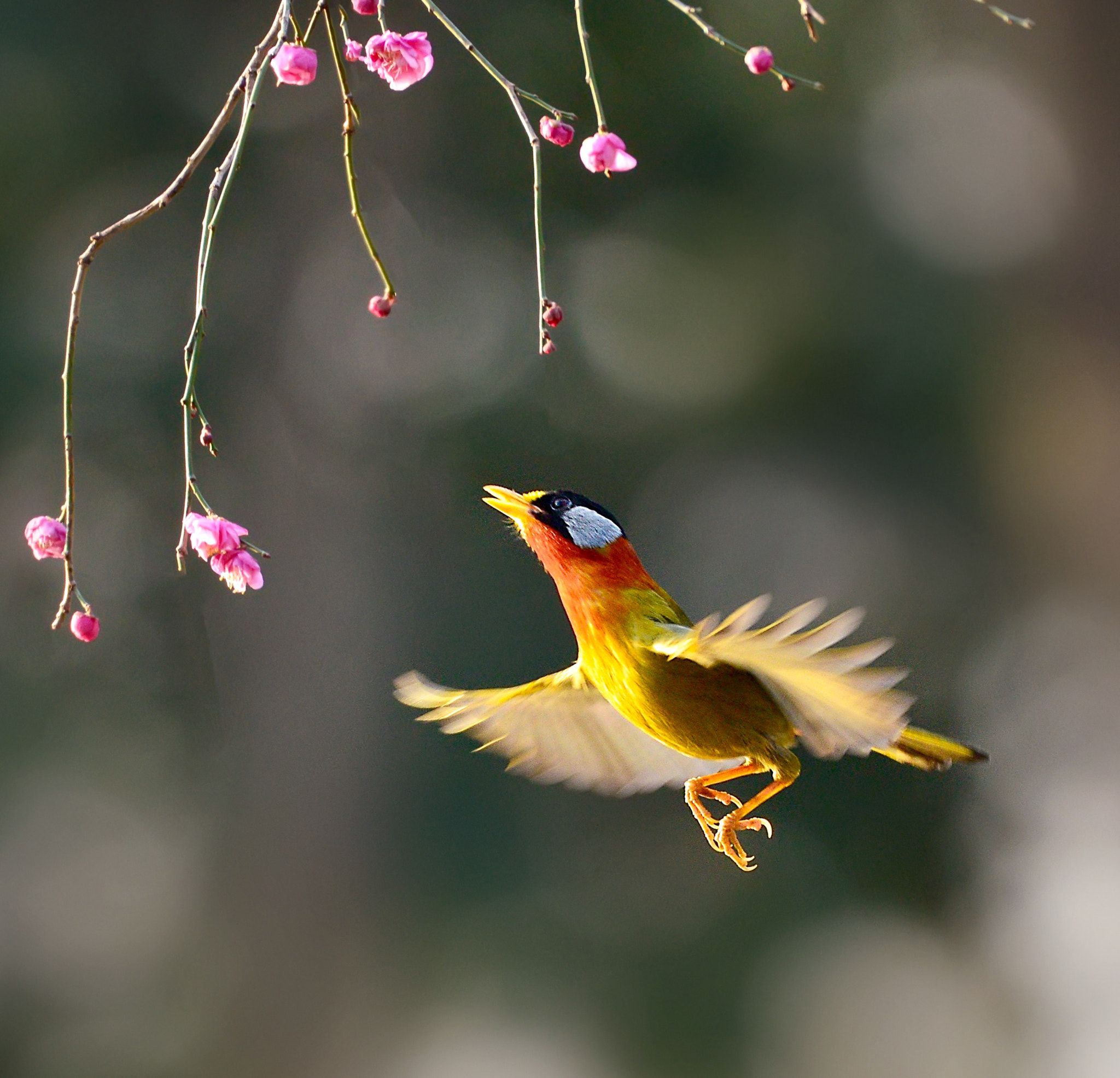 Nikon AF-S Nikkor 200-500mm F5.6E ED VR sample photo