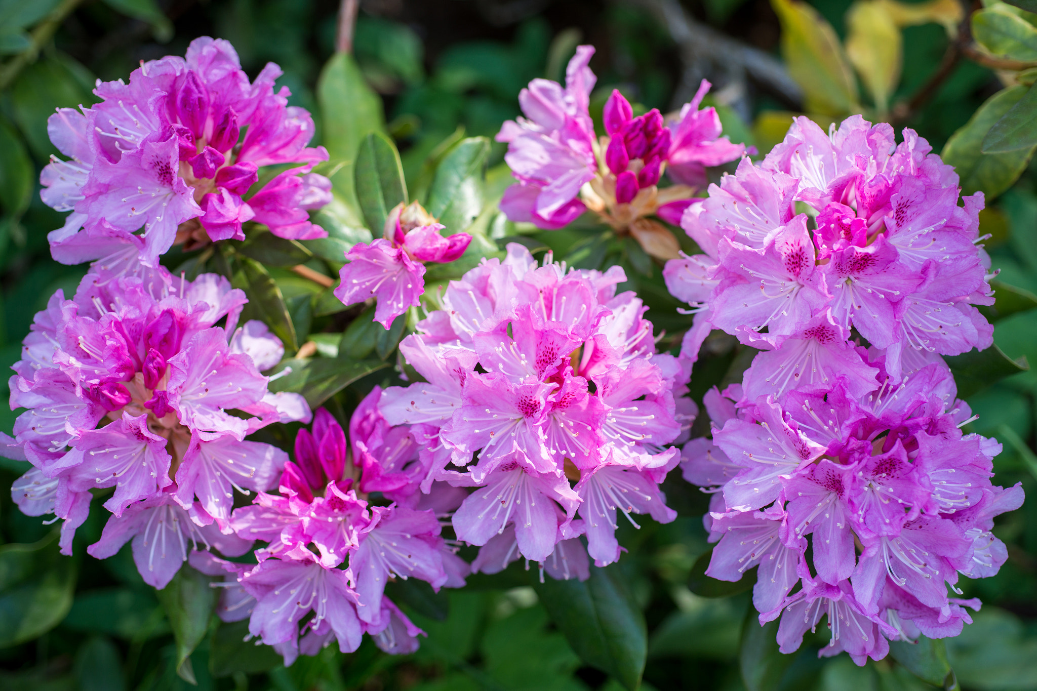 Nikon D800 + Nikon AF Micro-Nikkor 60mm F2.8D sample photo. Flower pink rhododendron photography