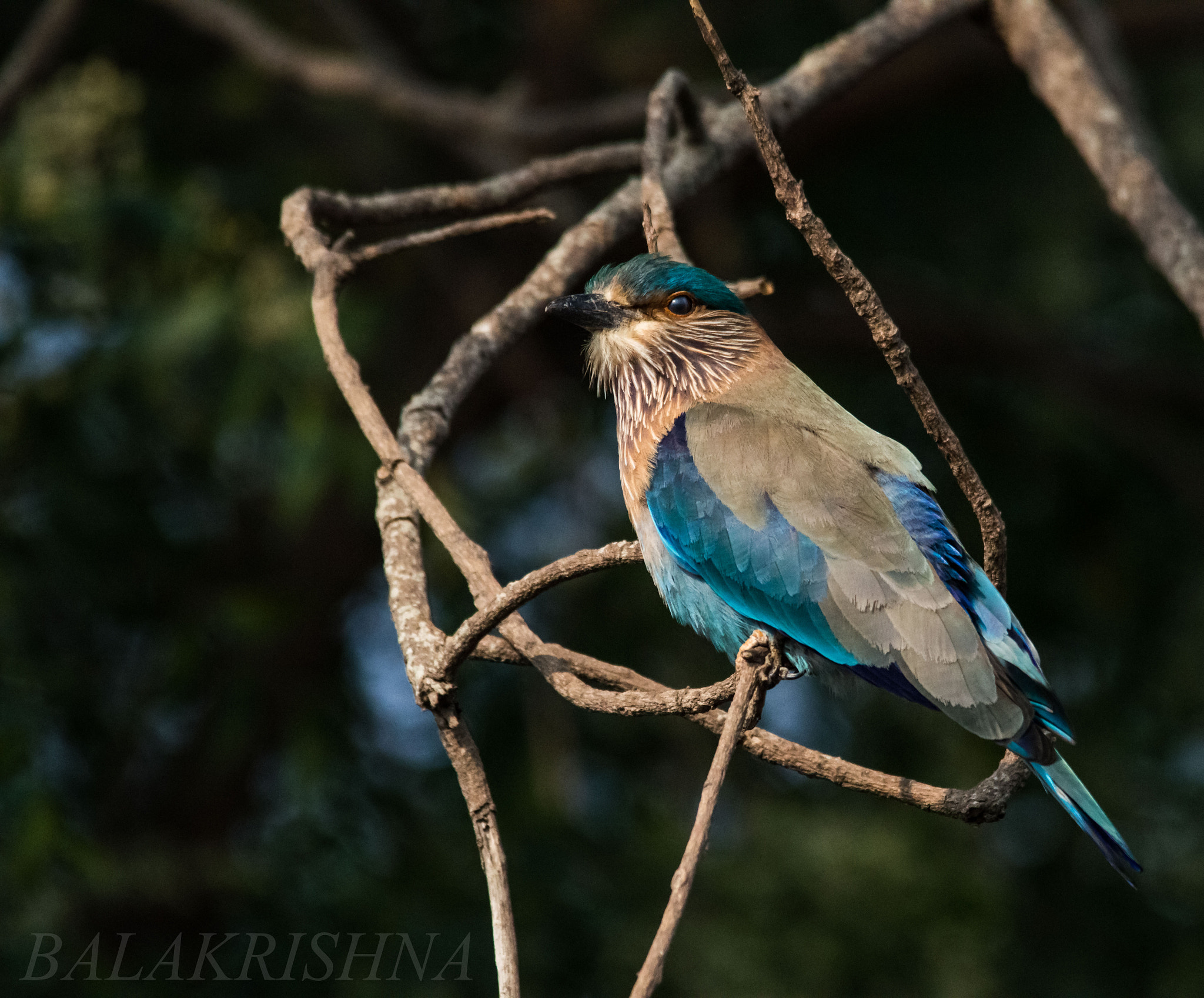 Sigma 150-500mm F5-6.3 DG OS HSM sample photo. Indian roller  photography