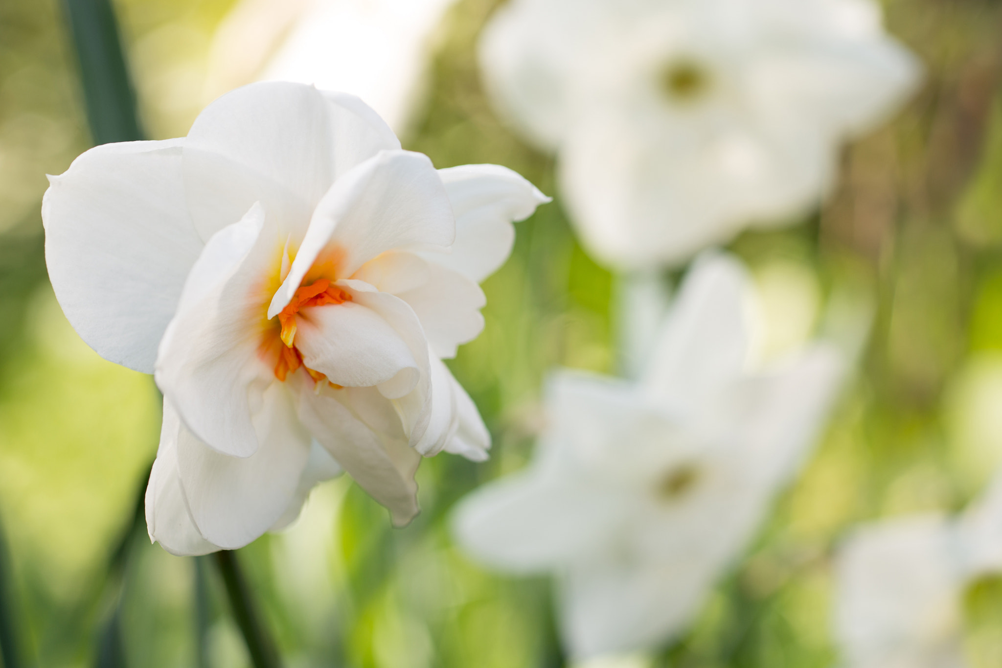 Nikon D800 + Nikon AF Micro-Nikkor 60mm F2.8D sample photo. Flowers daffodils photography