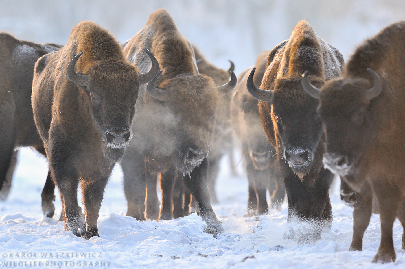 Nikon D3 + Nikon AF-S Nikkor 600mm F4G ED VR sample photo. European bison photography