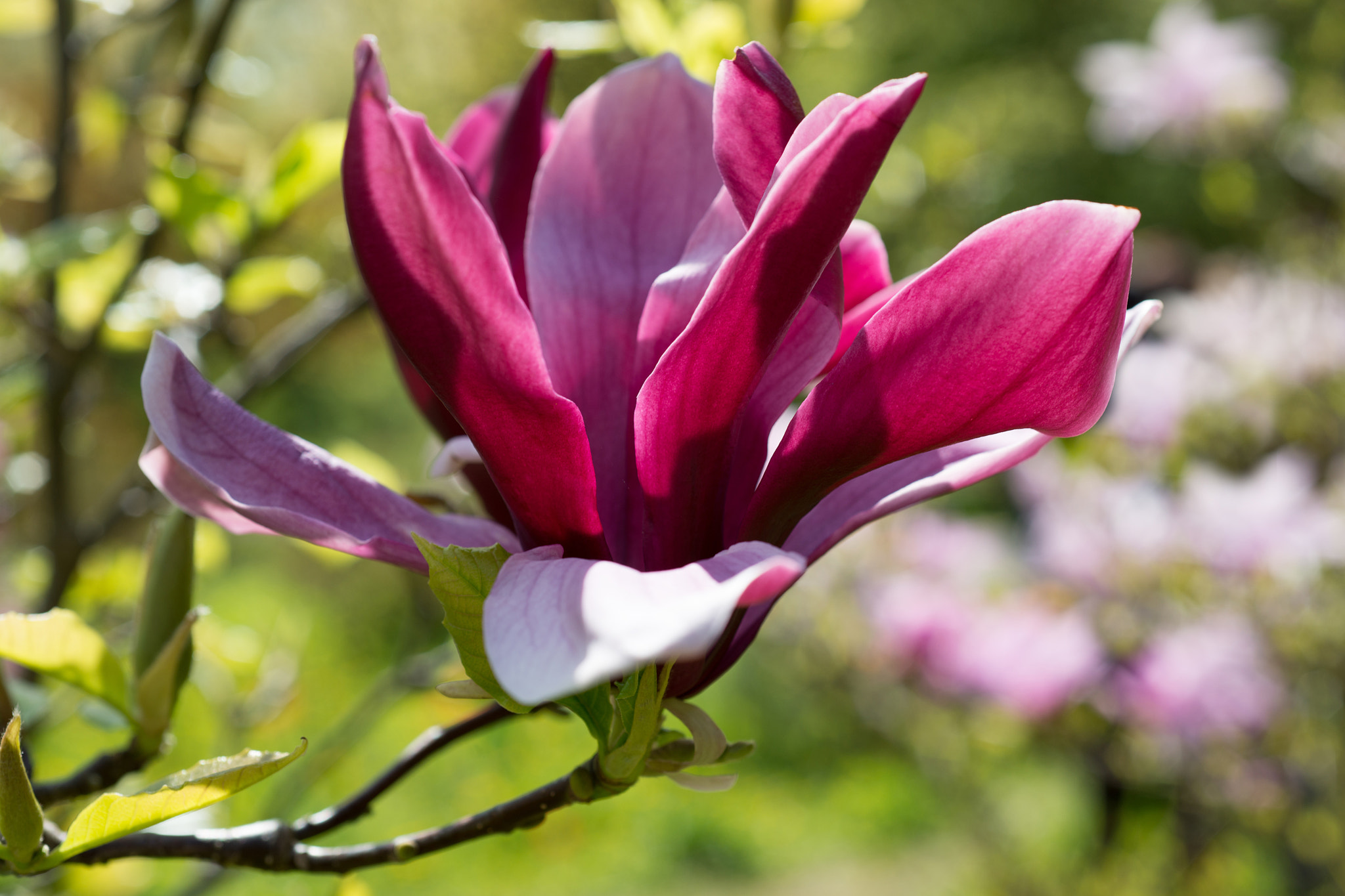 Nikon D800 + Nikon AF Micro-Nikkor 60mm F2.8D sample photo. Magnolia flowers photography